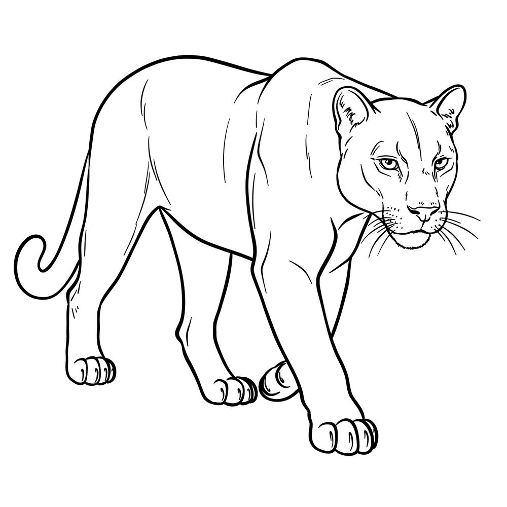 How to Draw a Cougar in 3/4 Angle Full Body Walking Pose