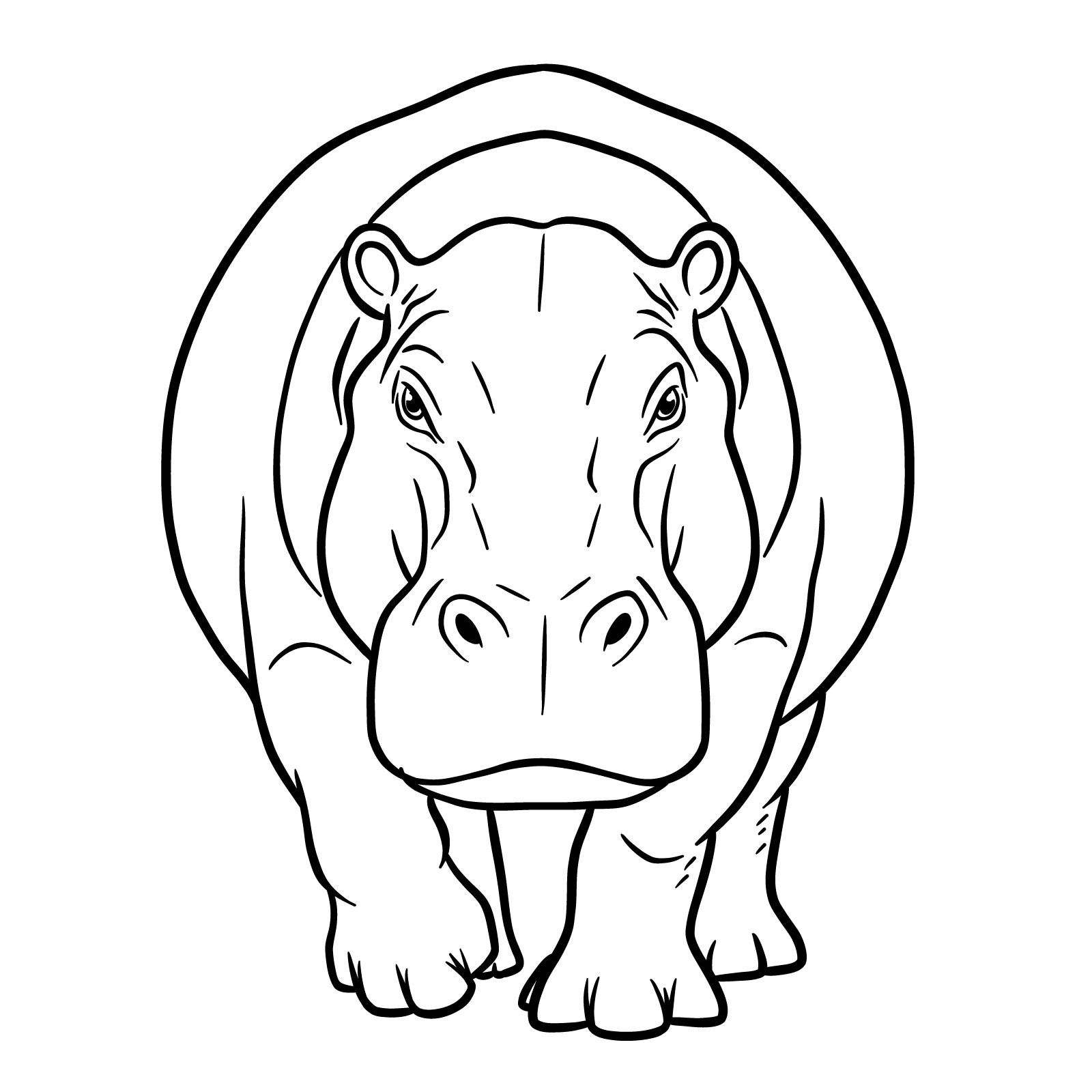 How to Draw a Hippo Full Body Front View - final step
