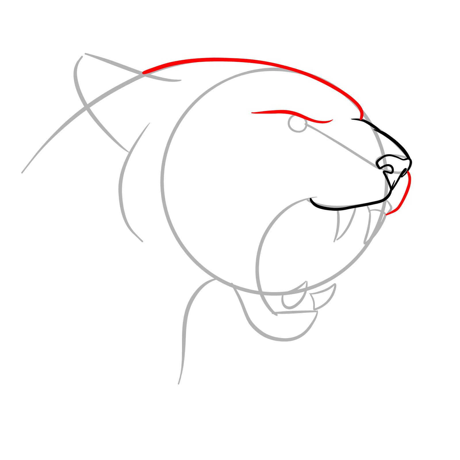 How to Draw a Roaring Cougar - step 06