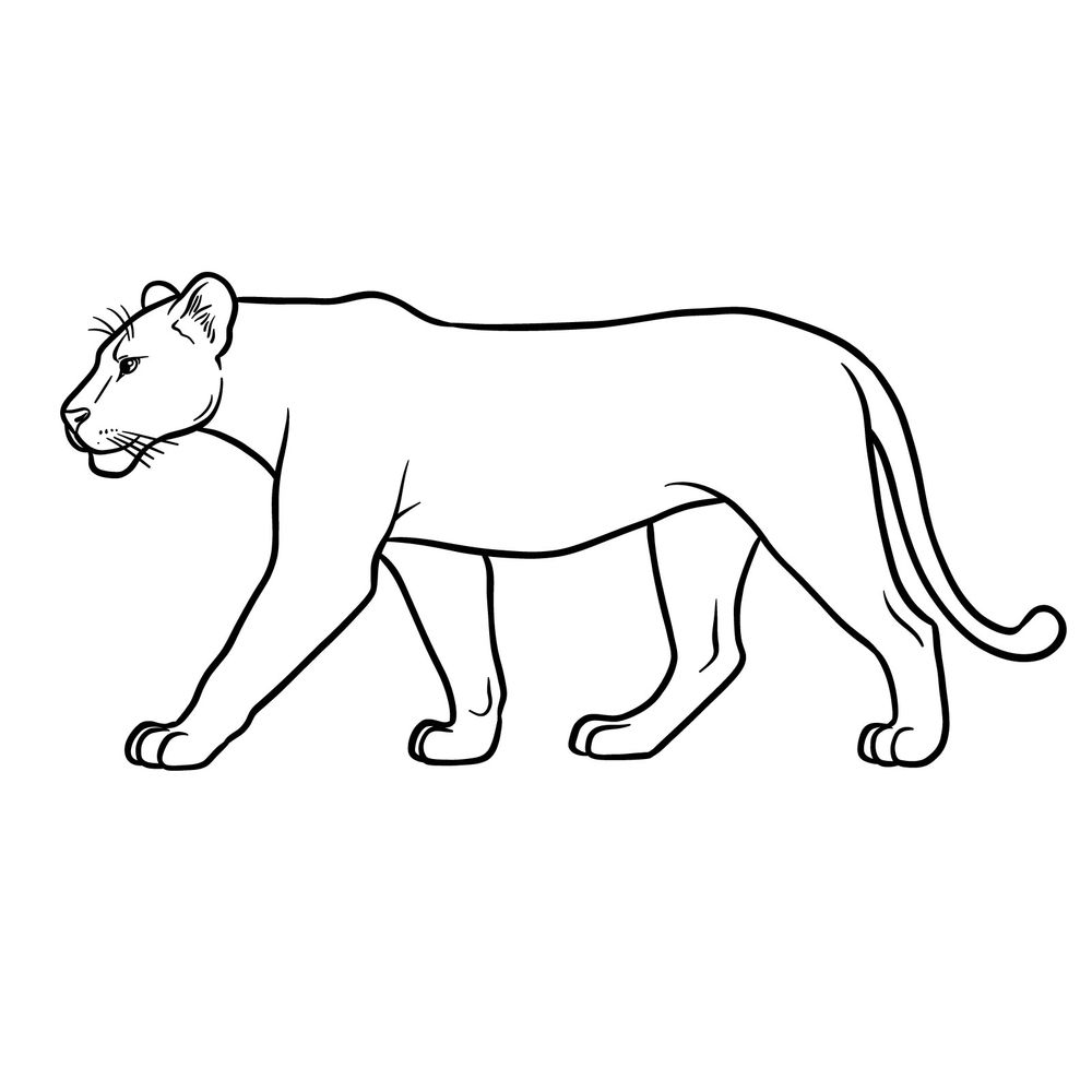 How to Draw a Lioness in Natural Stride: Walking Pose Side View