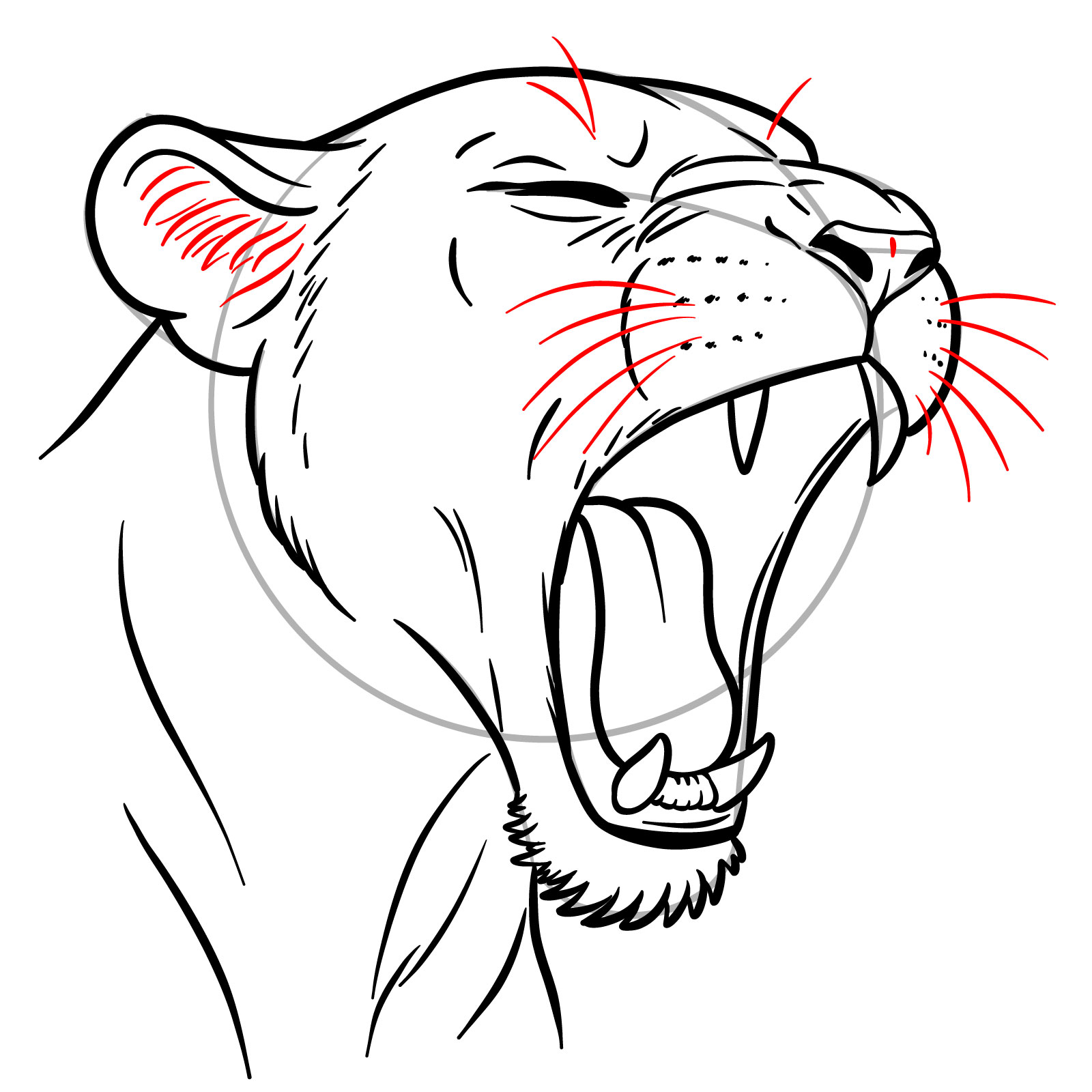 How to Draw a Lioness Yawning - step 15
