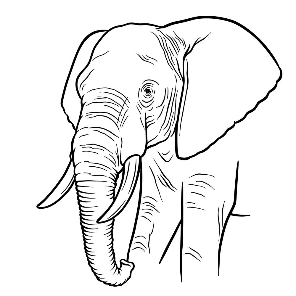 Step-by-Step African Elephant Drawing: Three-Quarter Angle