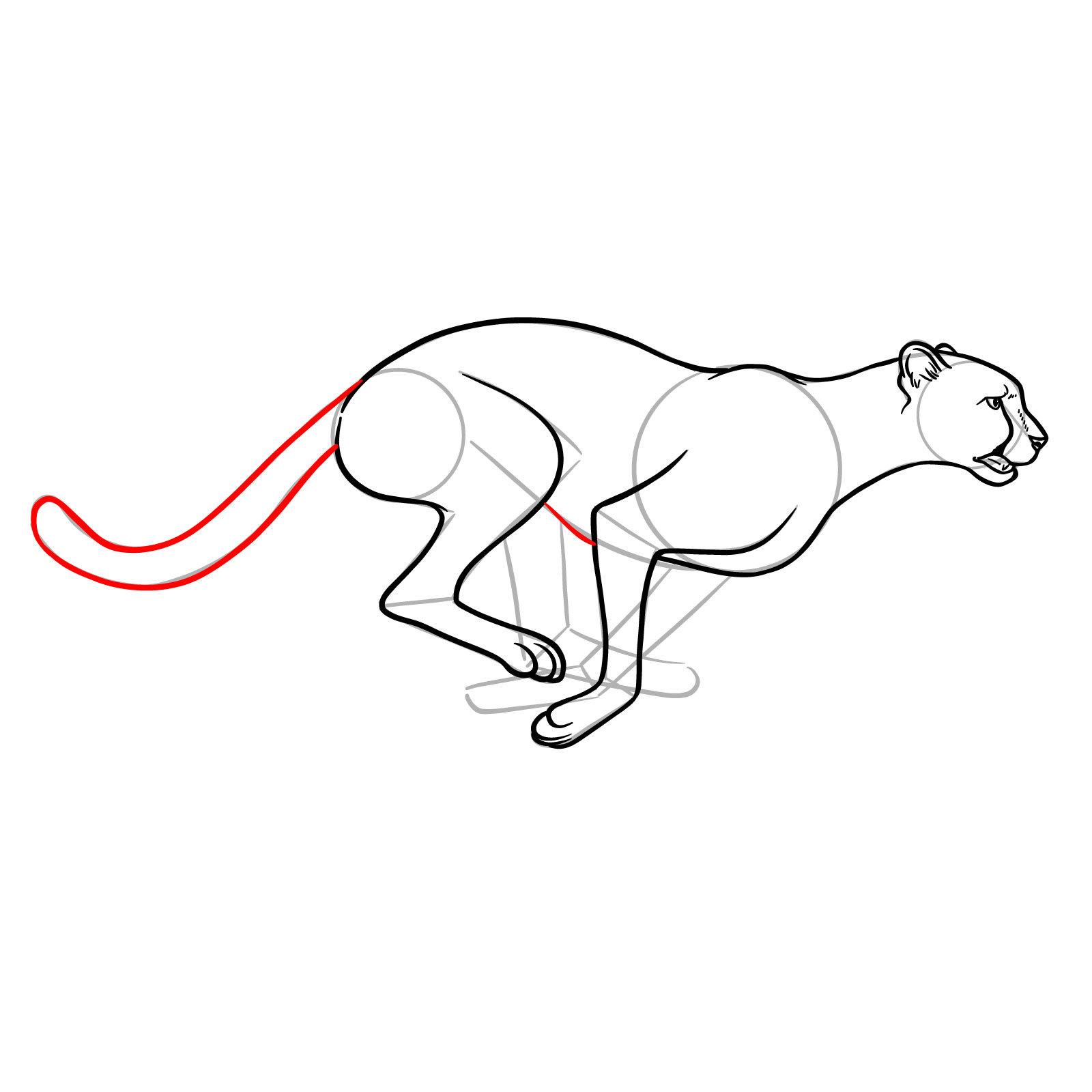 How to Draw a Cheetah Running - step 14