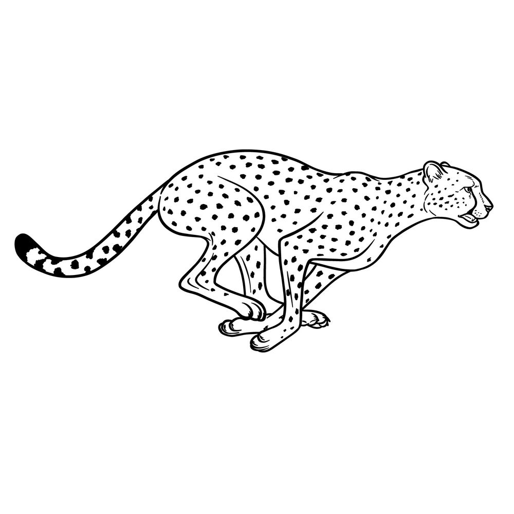 How to Draw a Cheetah in Double-Suspension Sprint Pose
