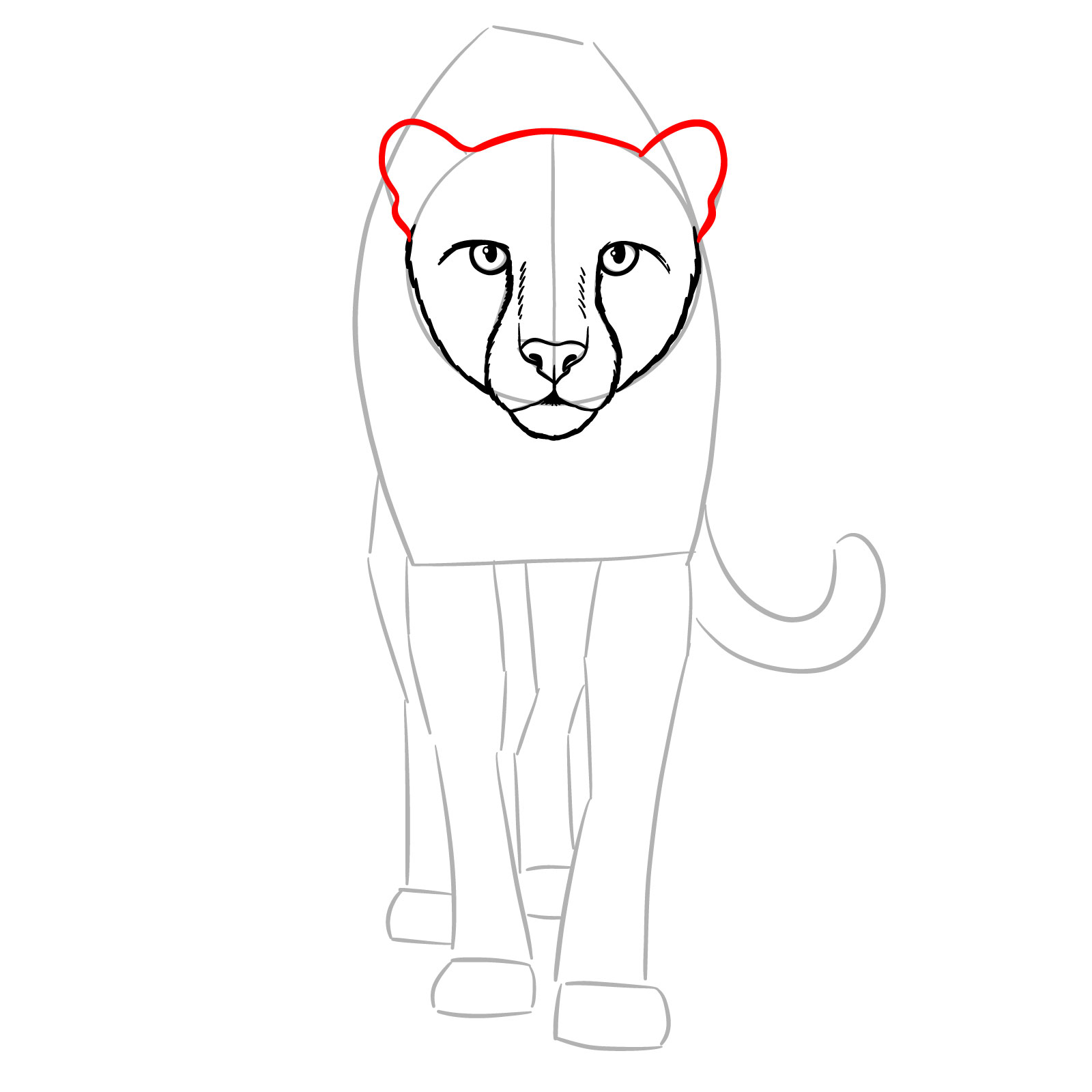 How to Draw a Cheetah Front View Walking - step 09