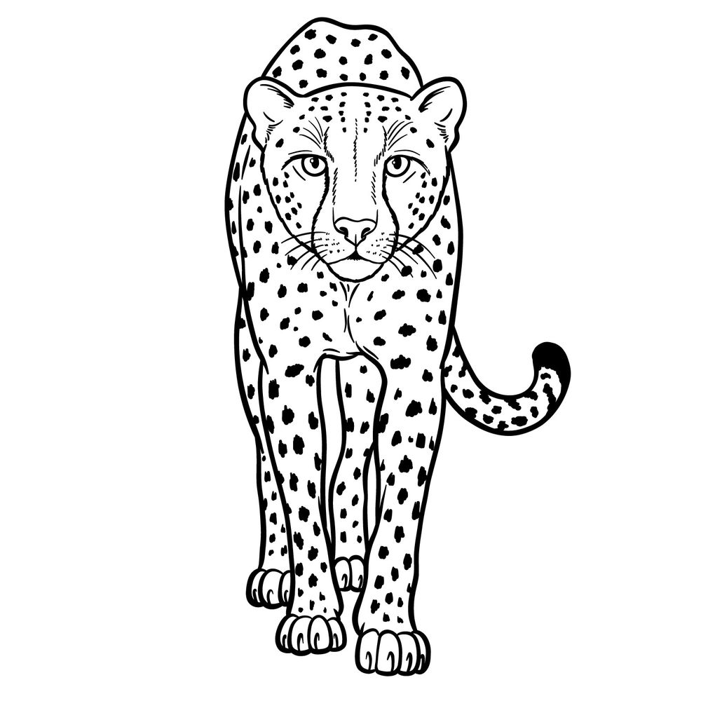 Learn How to Draw a Cheetah Walking Straight at You