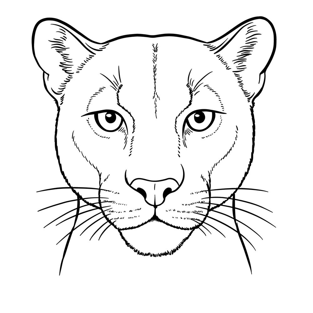 How to Draw a Cougar’s Face Front View in 14 Simple Steps