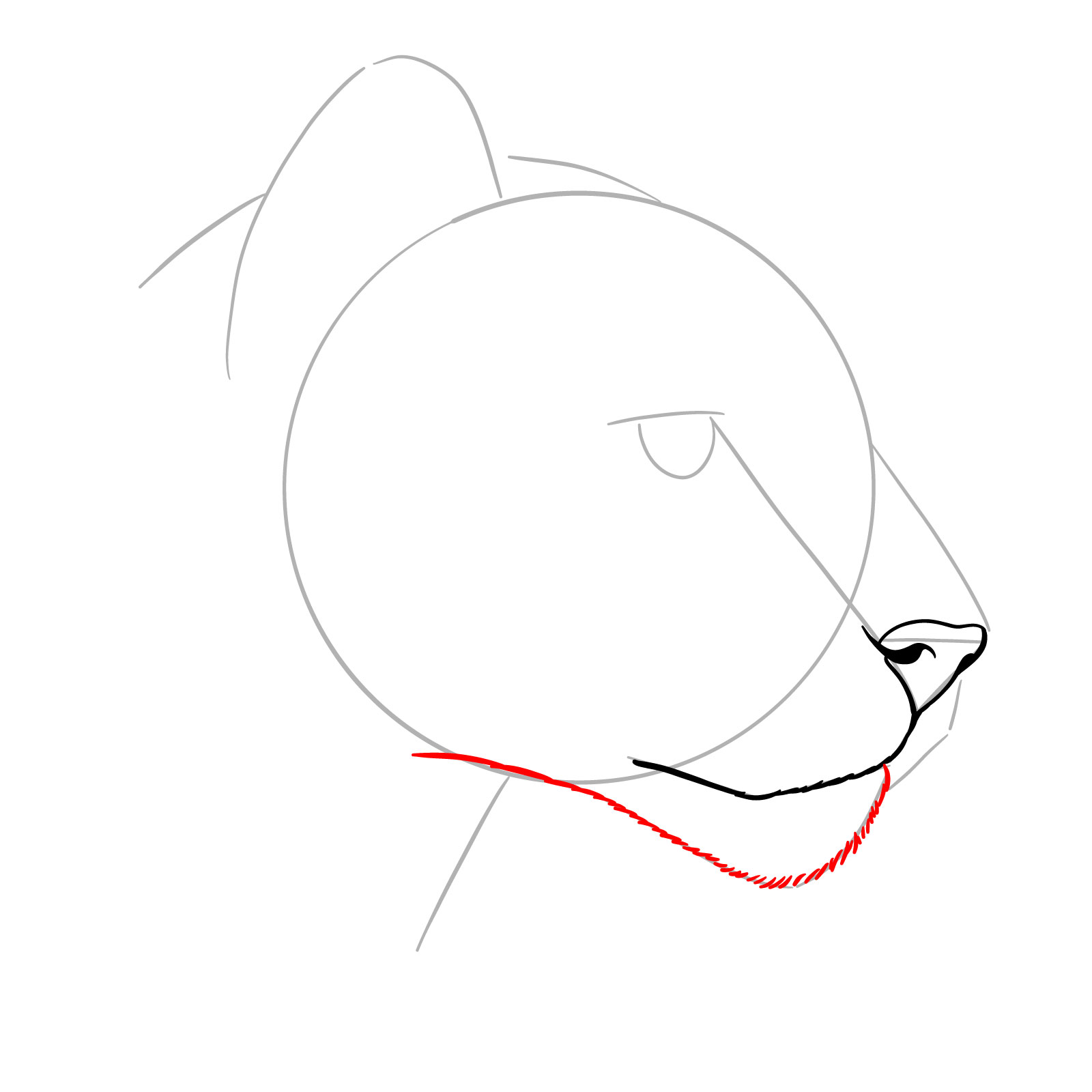 How to Draw a Puma’s Head - step 05