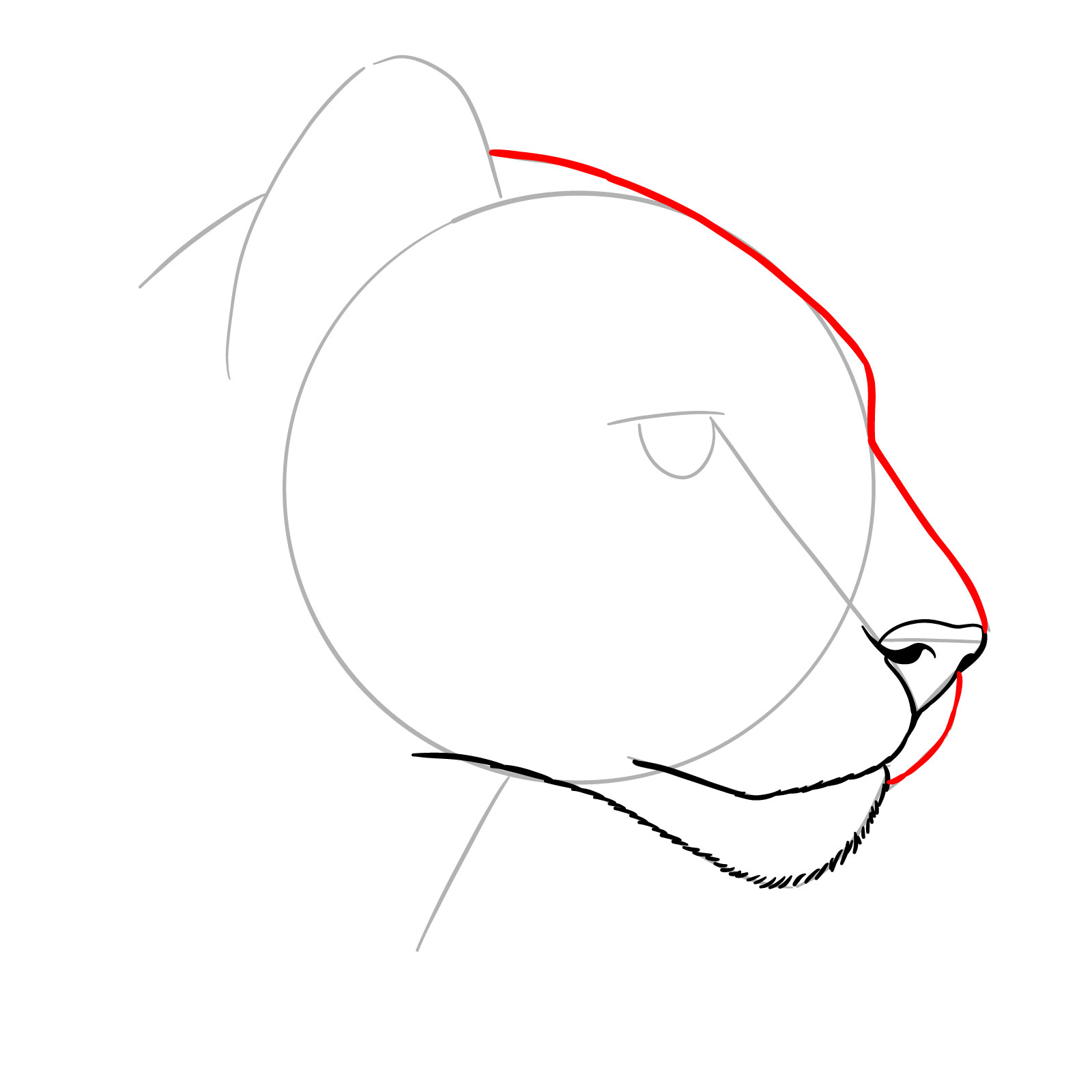 How to Draw a Puma’s Head - step 06