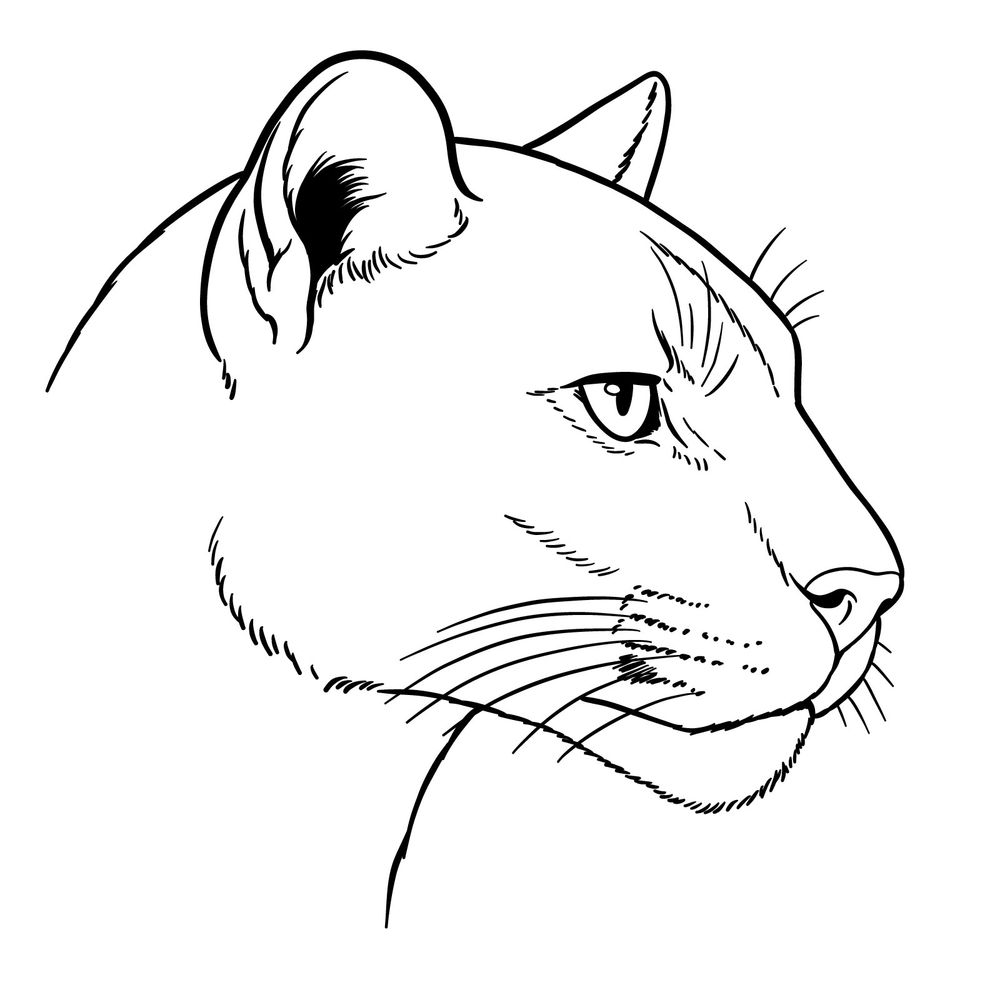 How to Draw a Puma’s Head in Profile: Panther’s Face Side View