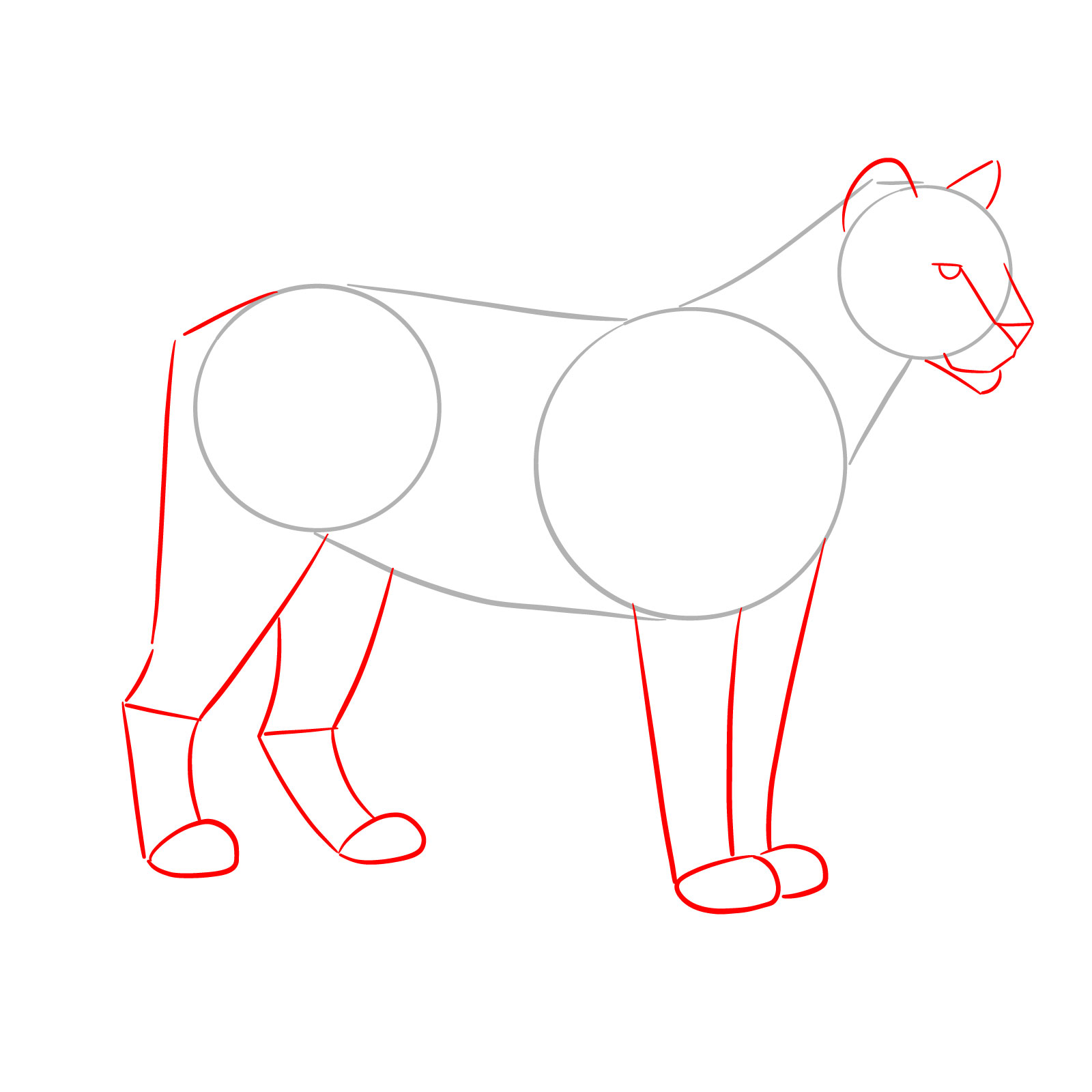 How to Draw a Cougar Standing in Side - step 02