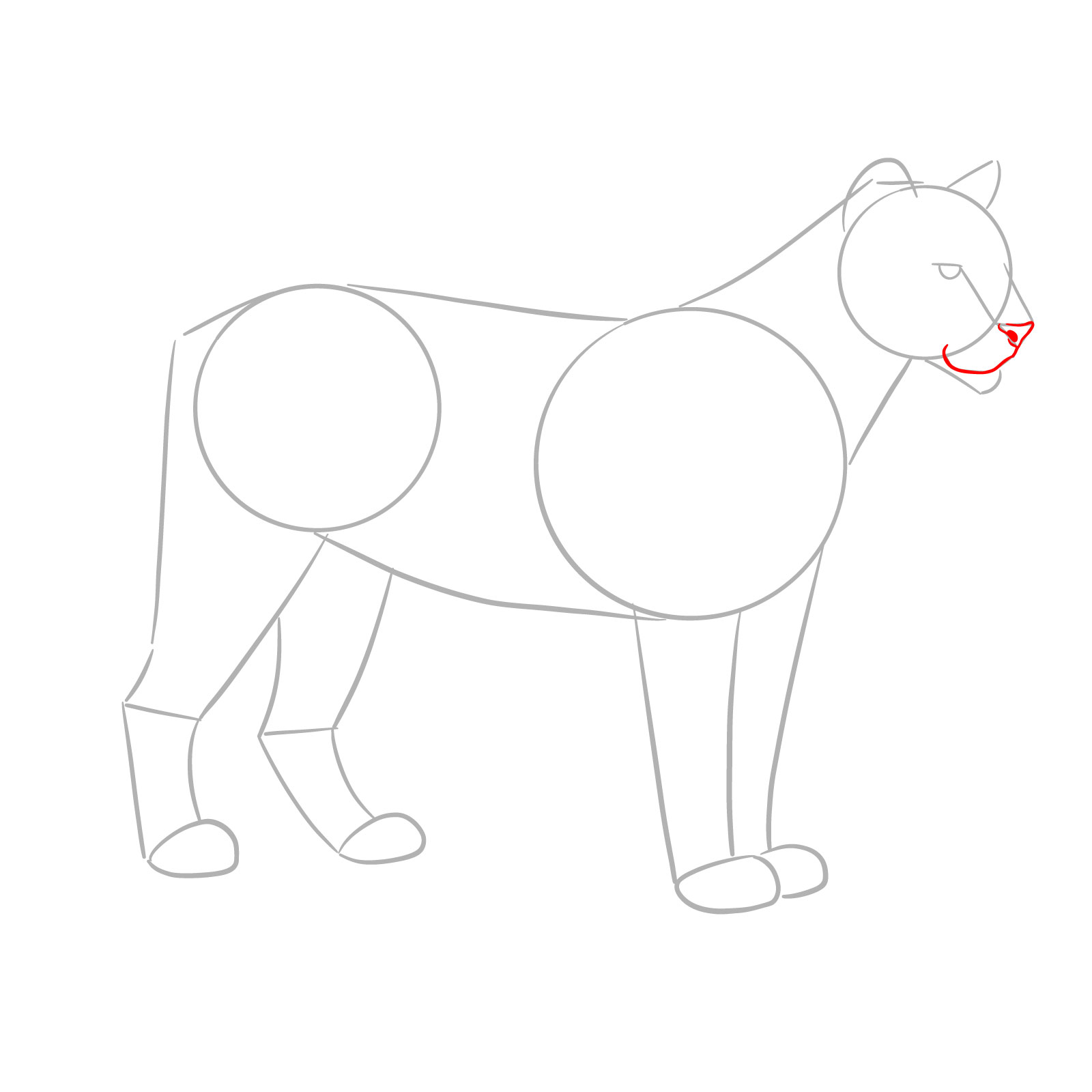 How to Draw a Cougar Standing in Side - step 03