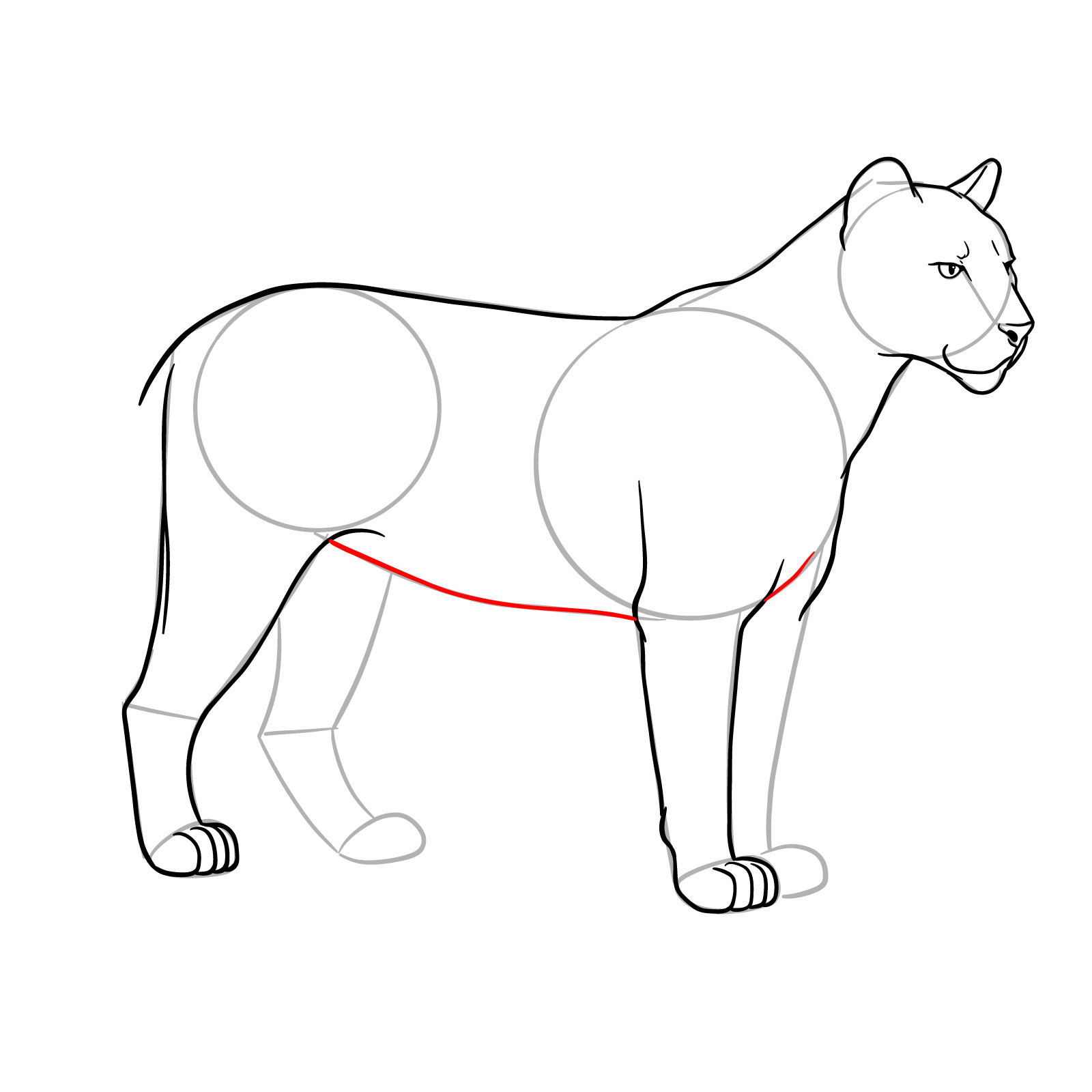 How to Draw a Cougar Standing in Side - step 12