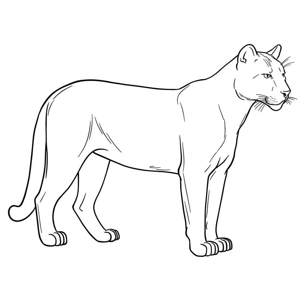 How to Draw a Cougar / Mountain Lion / Puma: Standing in Side