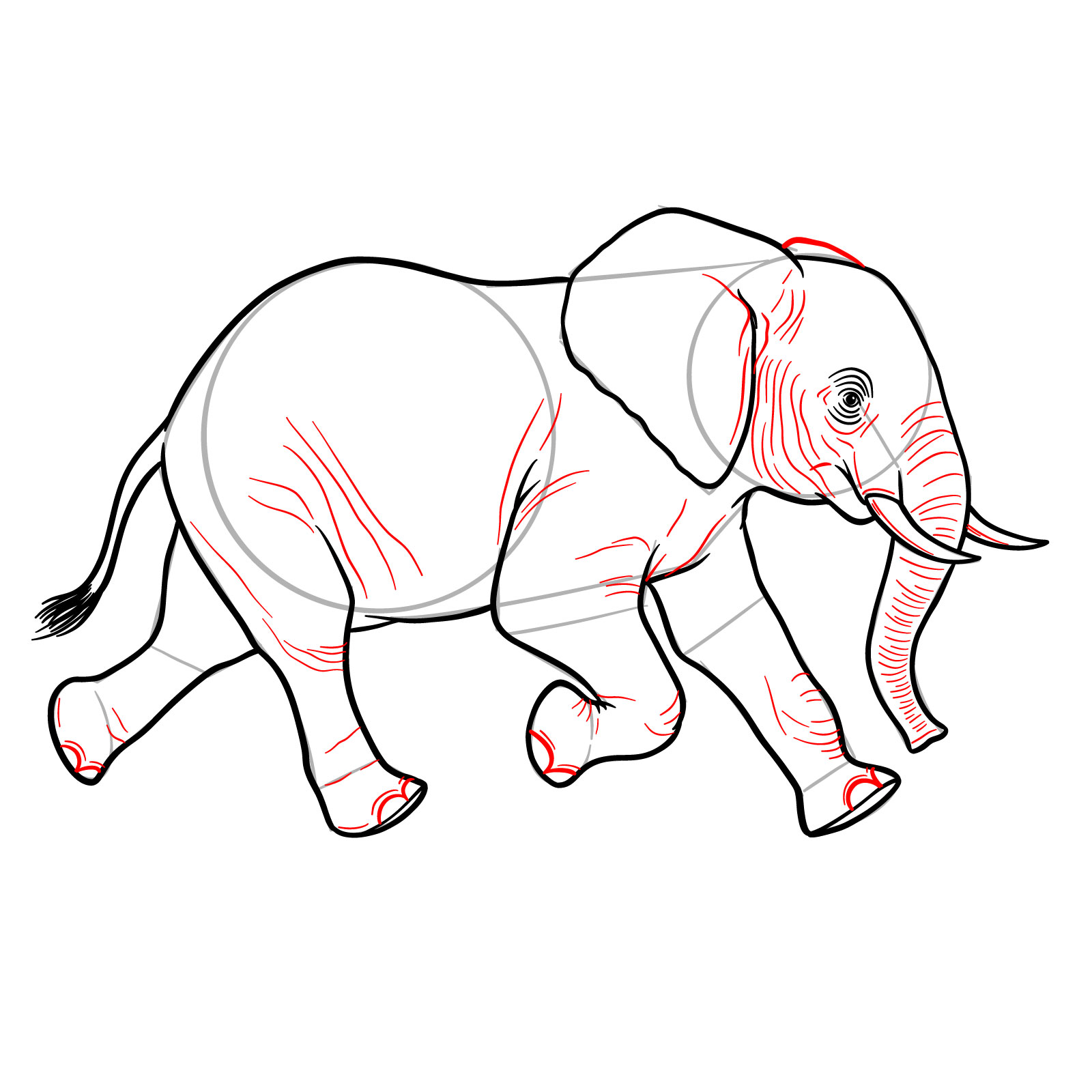 How to Draw a Young Elephant Running Side View - step 14