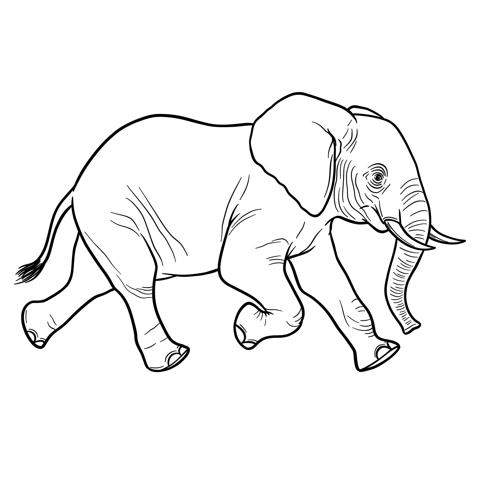 How to Draw a Young Elephant Running Side View - final step