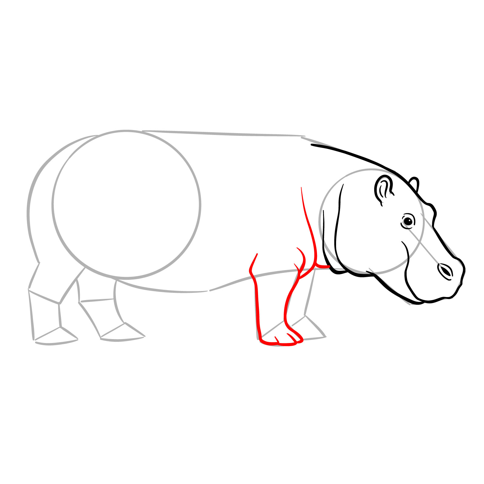 How to Draw a Hippo Side View - step 07