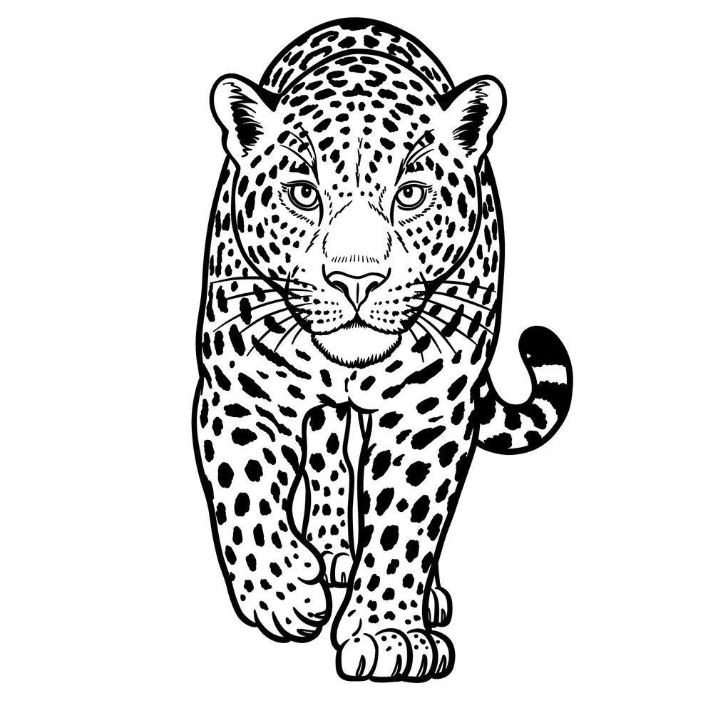How to Draw a Jaguar Front View Walking Towards the Viewer