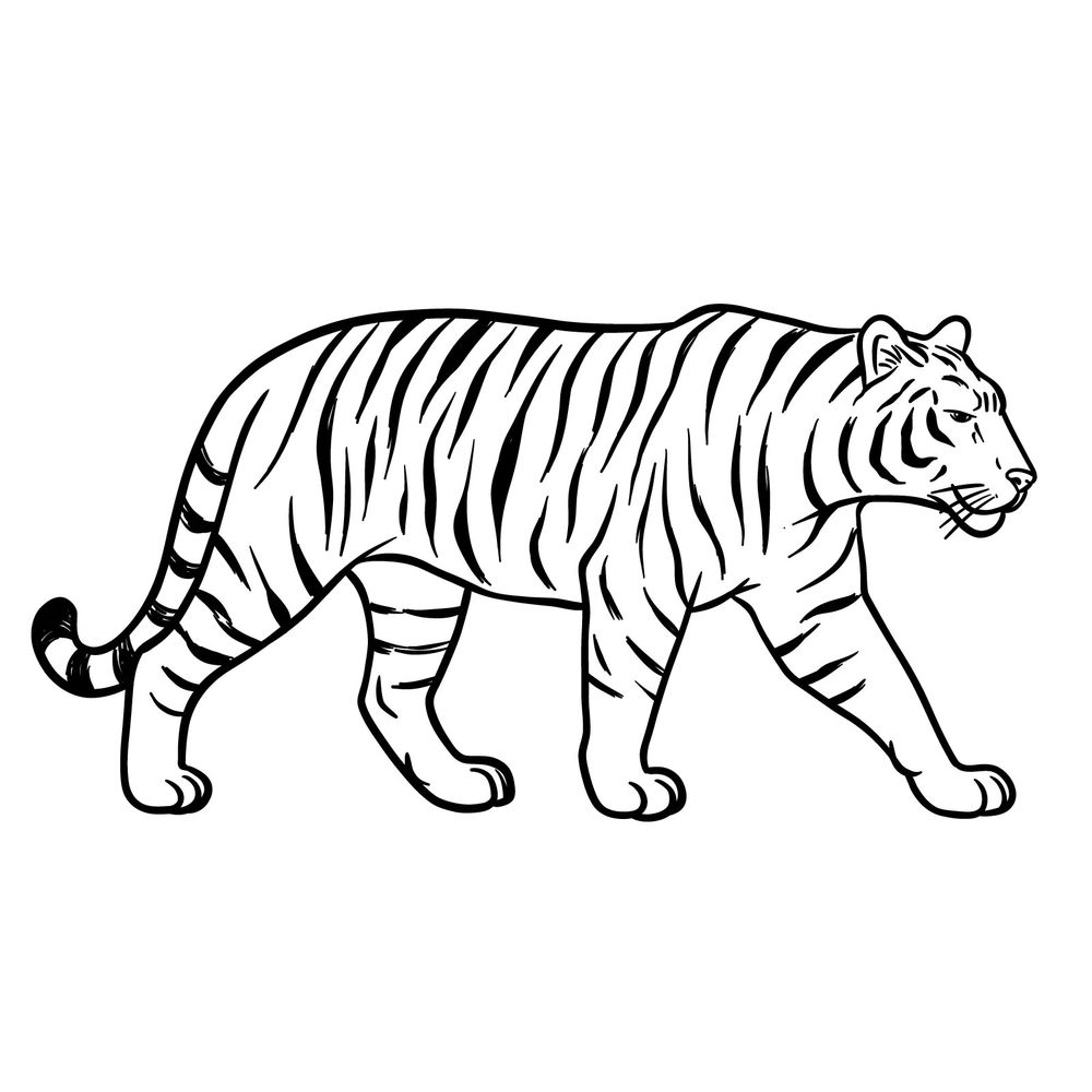 Easy Tiger Drawing Tutorial – Full Body Side View Walking Pose