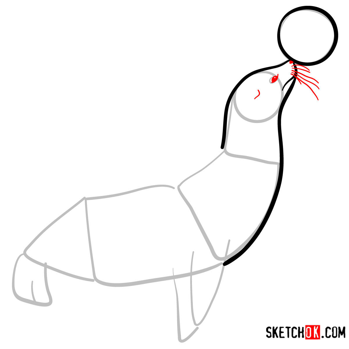 How to draw a Fur seal | Sea Animals - step 05