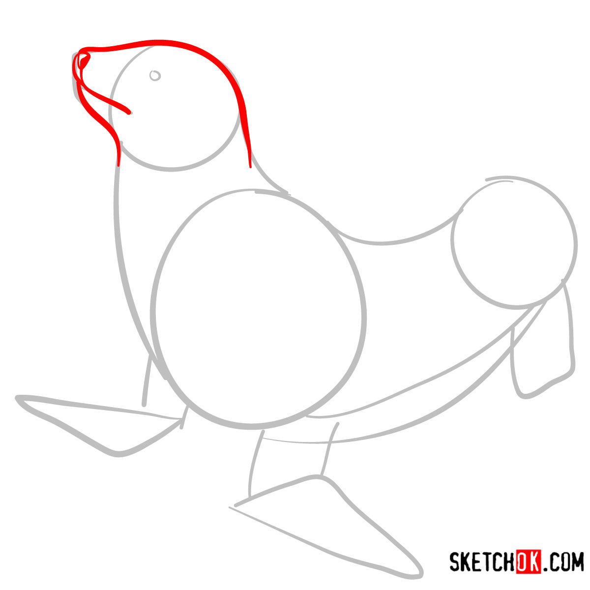 How to draw a Sea lion | Sea Animals - step 03