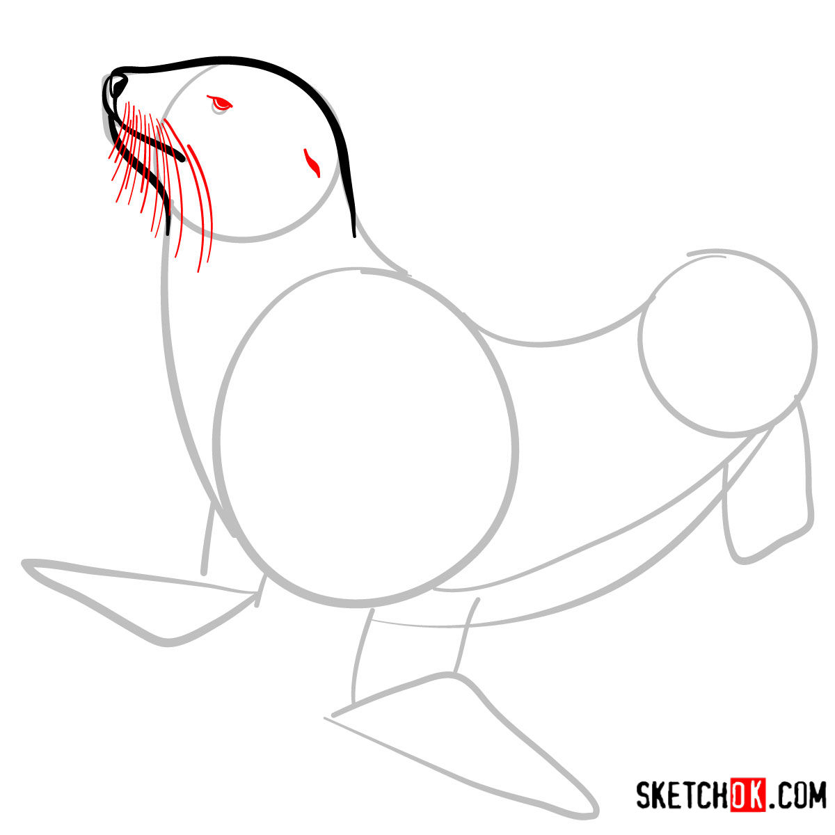 How to draw a Sea lion | Sea Animals - step 04