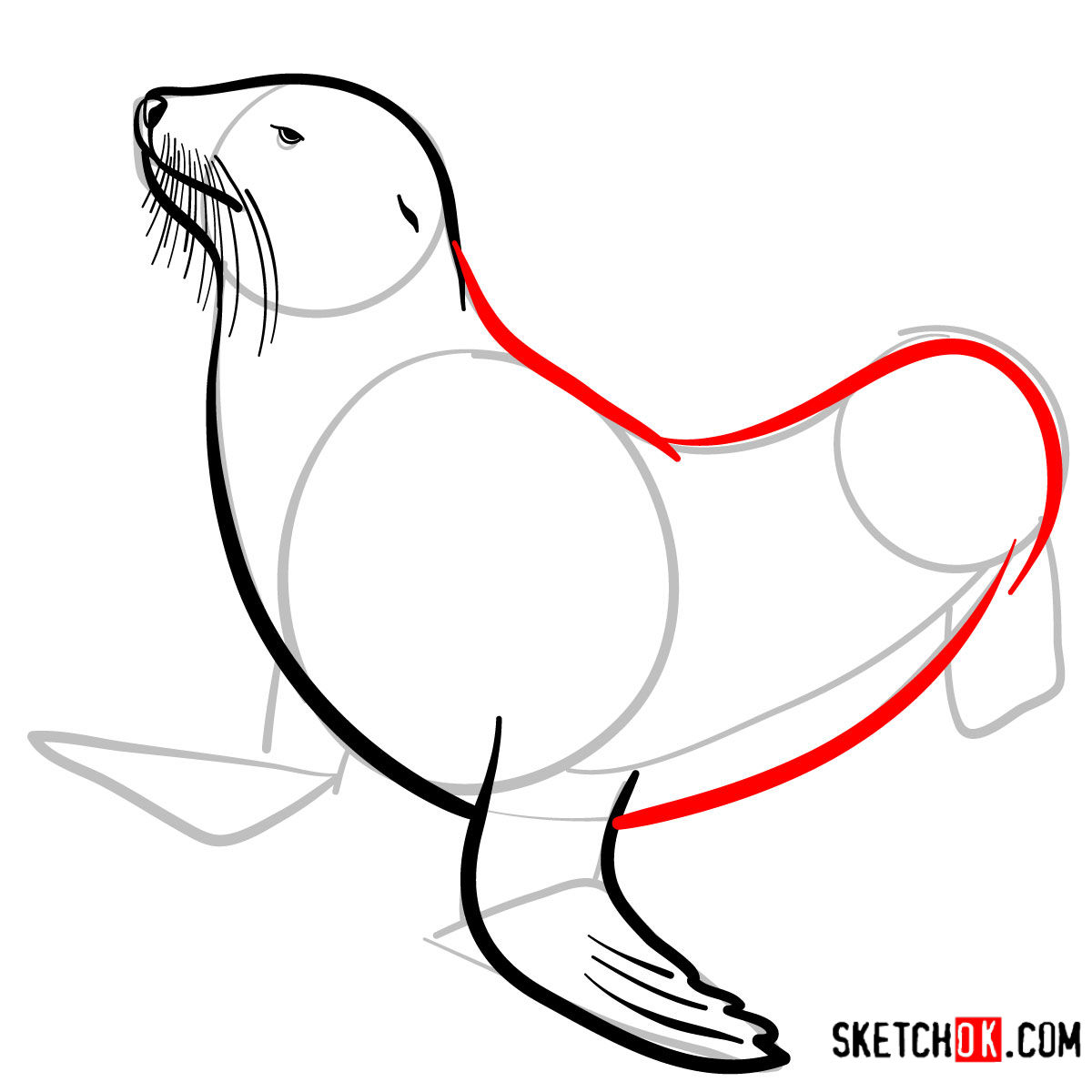 How to draw a Sea lion | Sea Animals - step 06