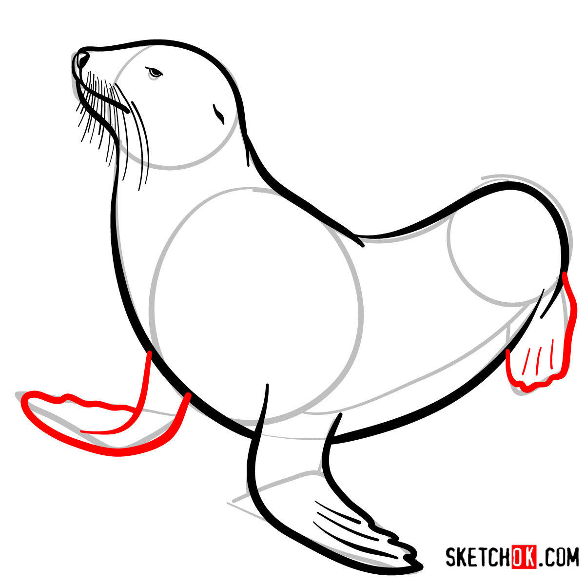 How to draw a Sea lion | Sea Animals - step 07