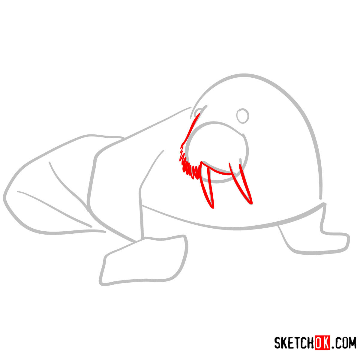 How to draw a Walrus | Sea Animals - step 03