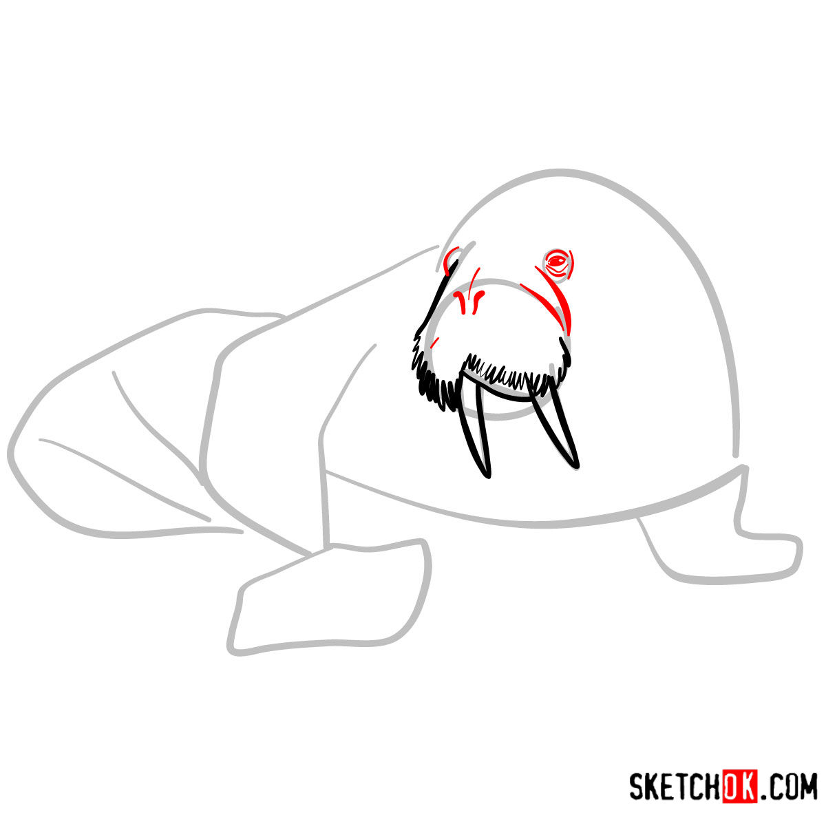 How to draw a Walrus | Sea Animals - step 05