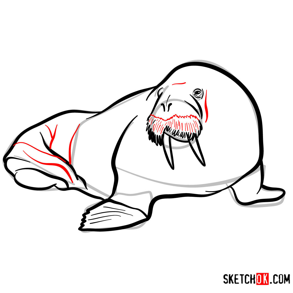 How to draw a Walrus | Sea Animals - step 10