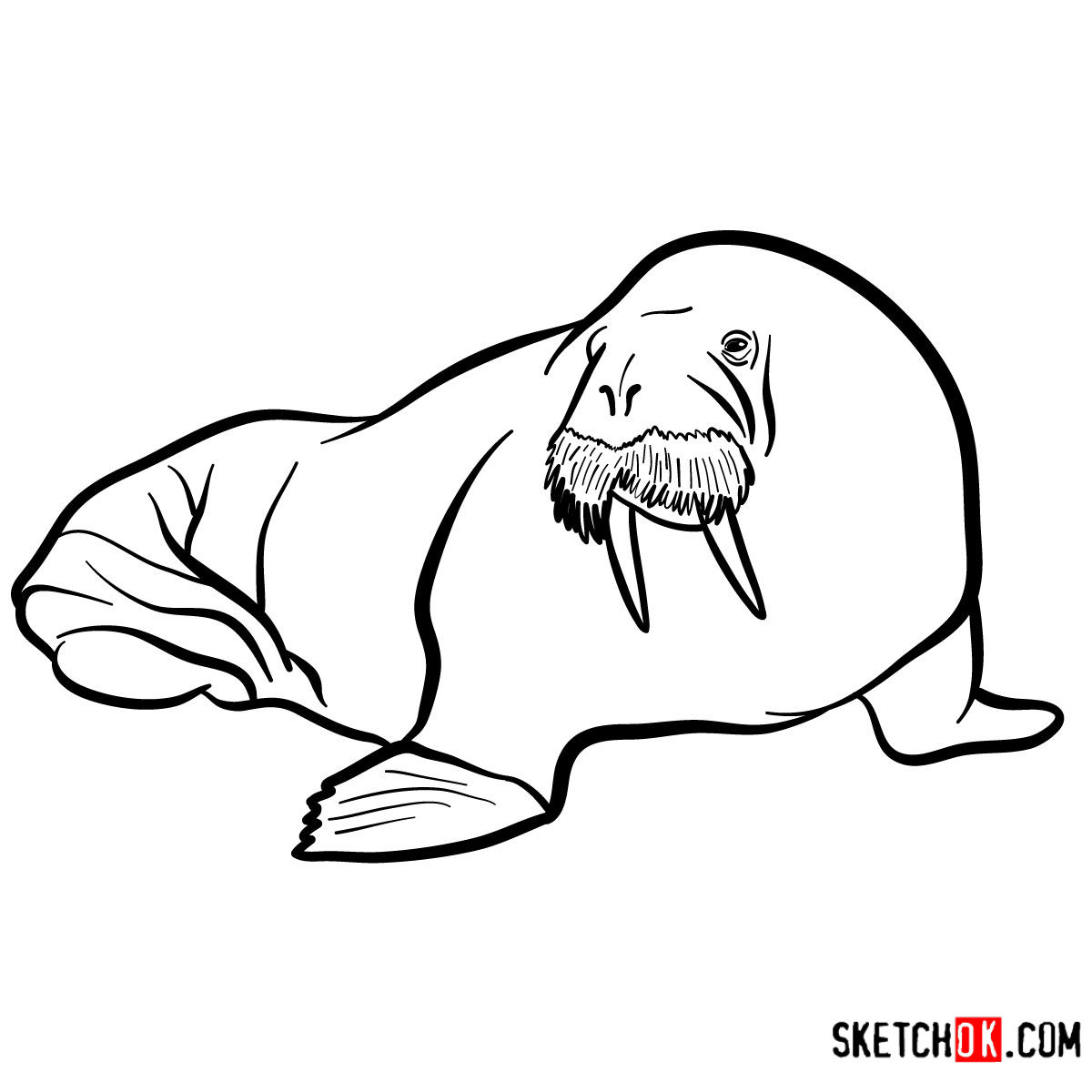 How to draw a Walrus