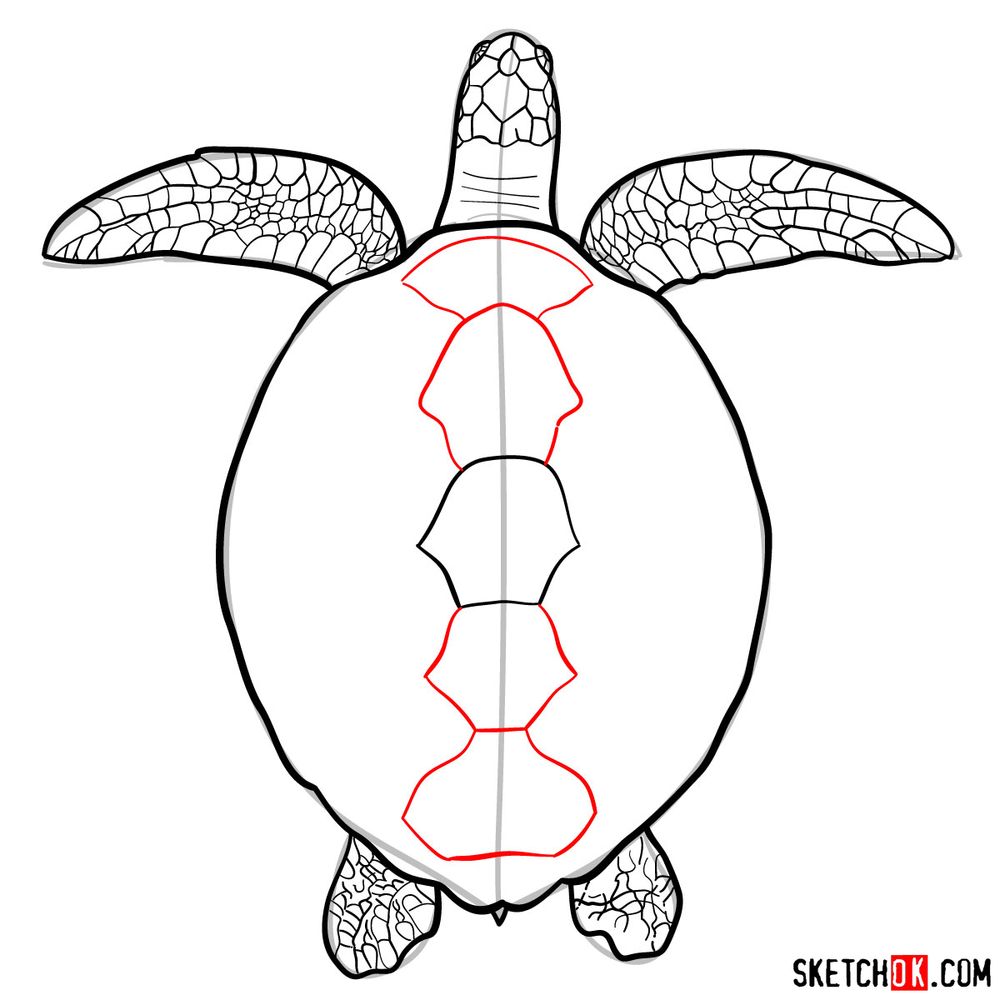 Olive Ridley Sea Turtle Drawing | Patsy's Creative Corner