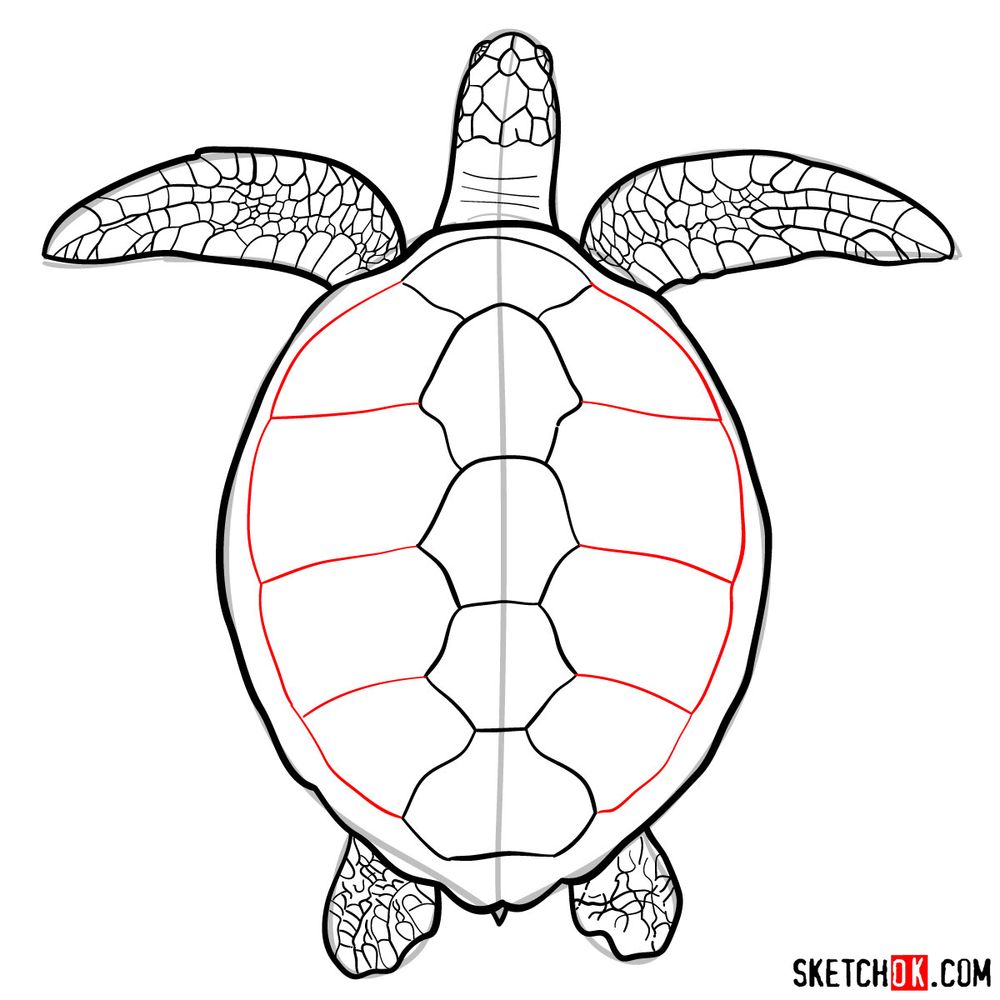 How to draw a Sea Turtle - step 13