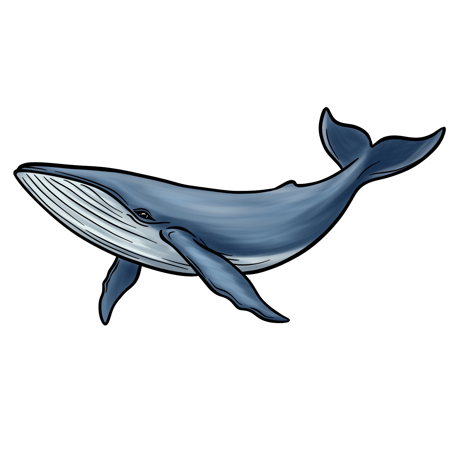 How to draw a blue whale - coloring stage