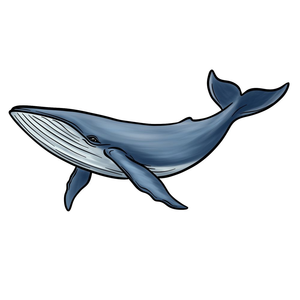 How to Draw a Blue Whale: Easy Marine Art Tutorial