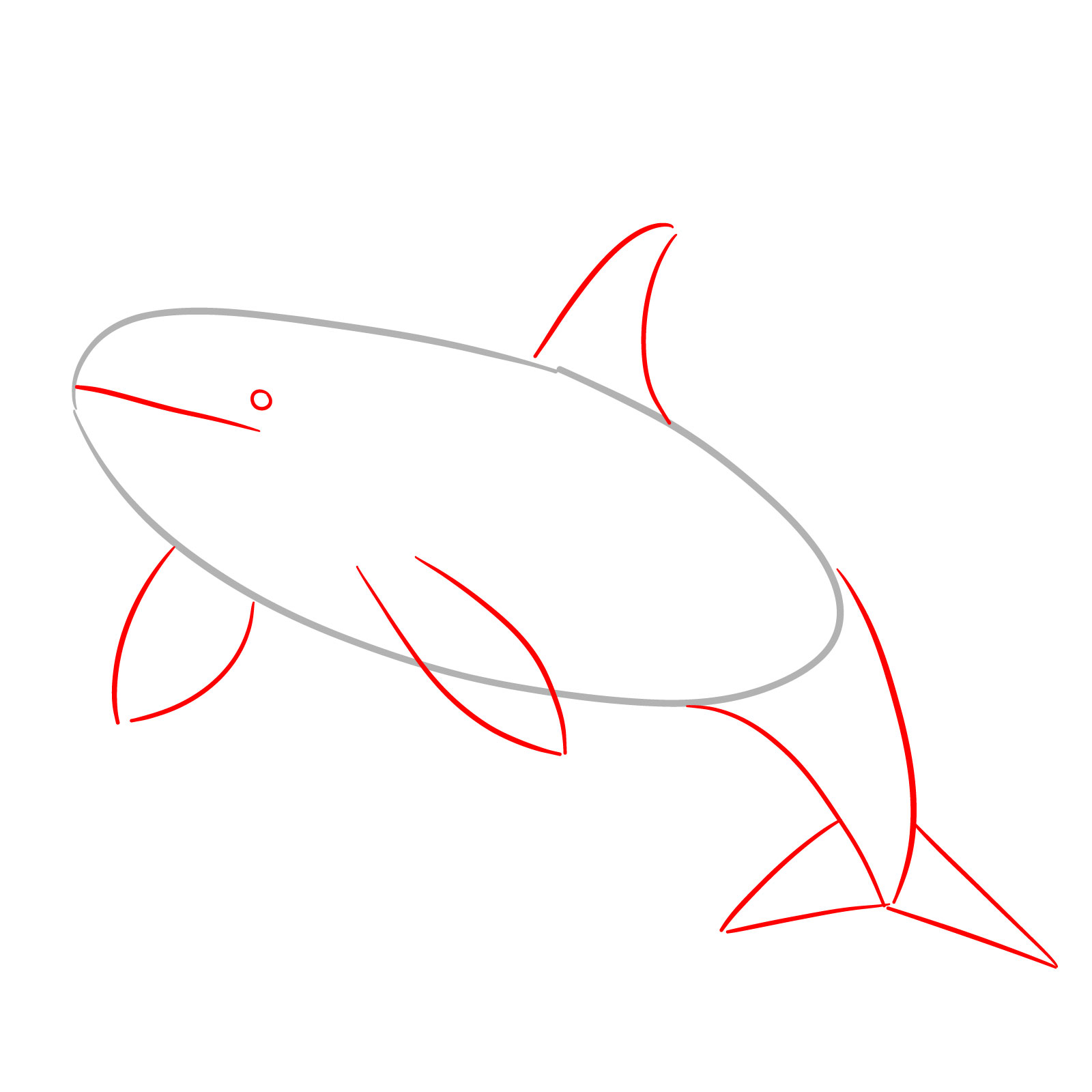 How to draw an orca, step 2, adding fins, tail, and facial features