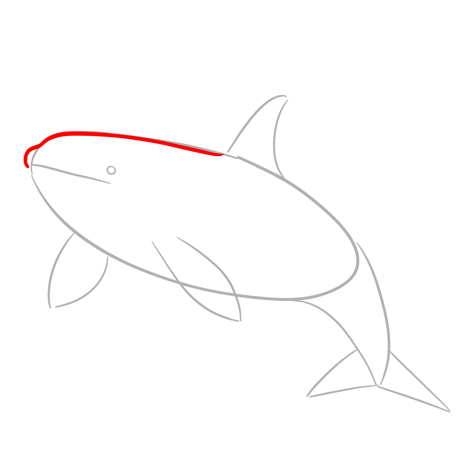 How to draw an orca, step 3, drawing the rostrum and upper body