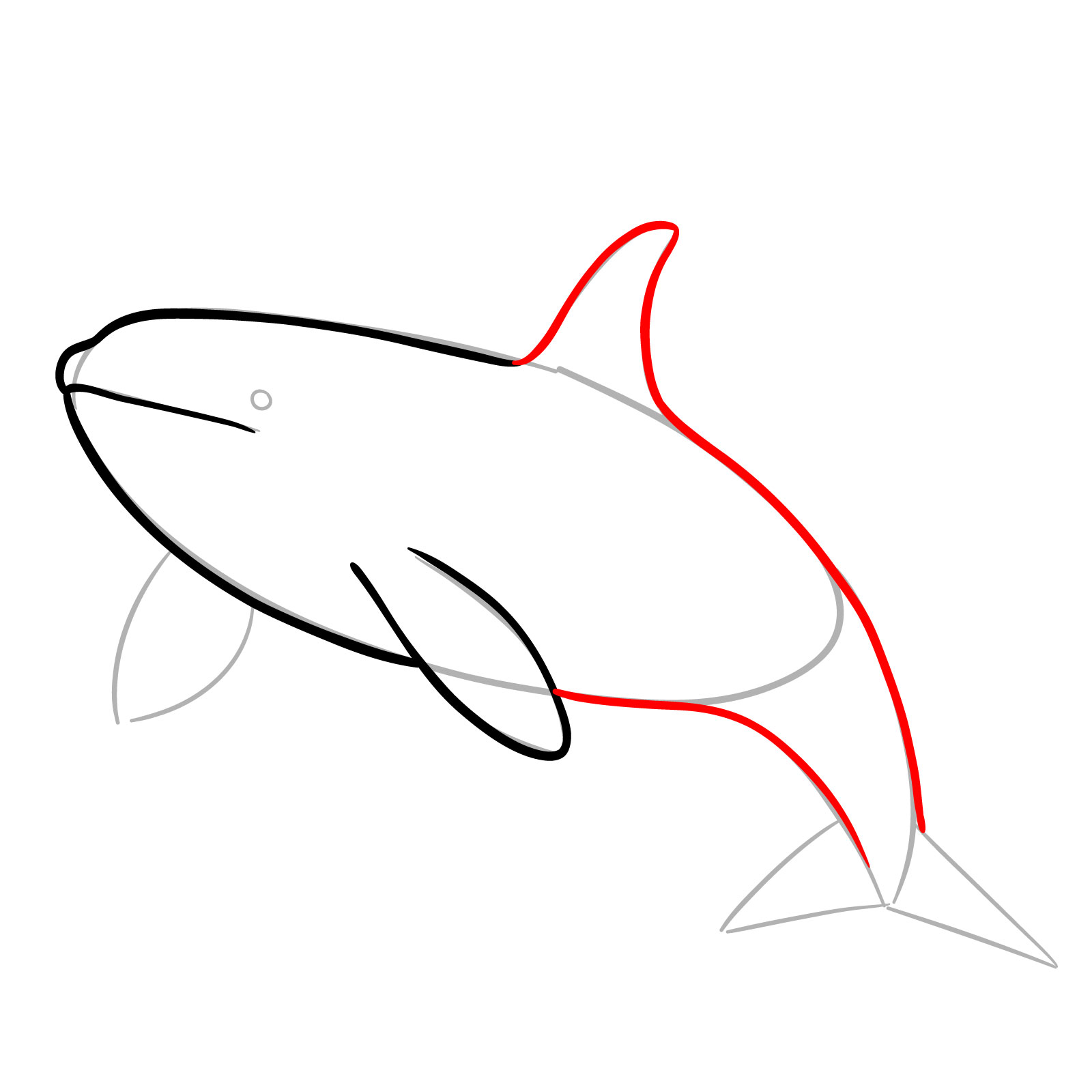 How to draw an orca, step 5, drawing the dorsal fin and extending lines to the tail flukes