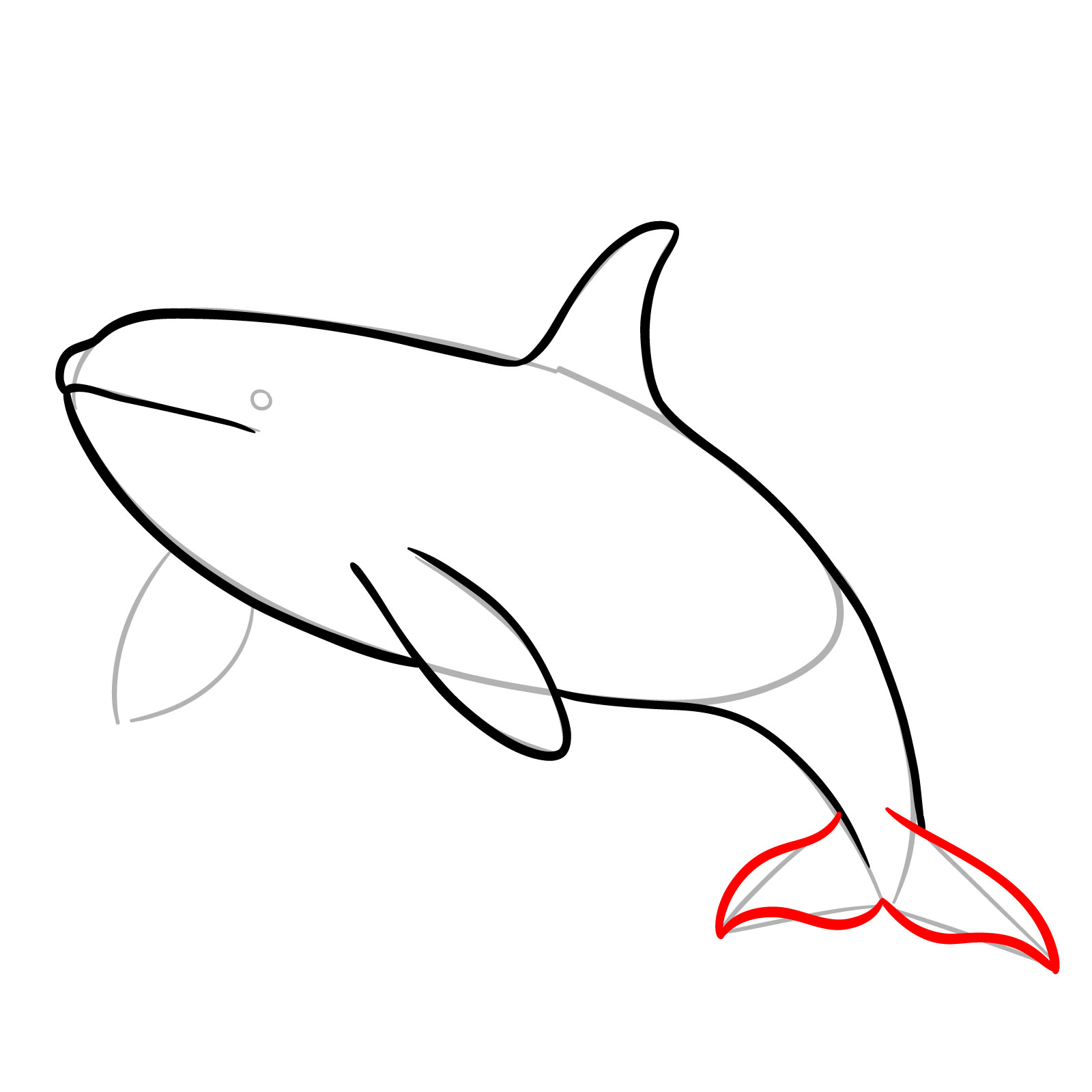 How to draw an orca, step 6, drawing the tail flukes outline