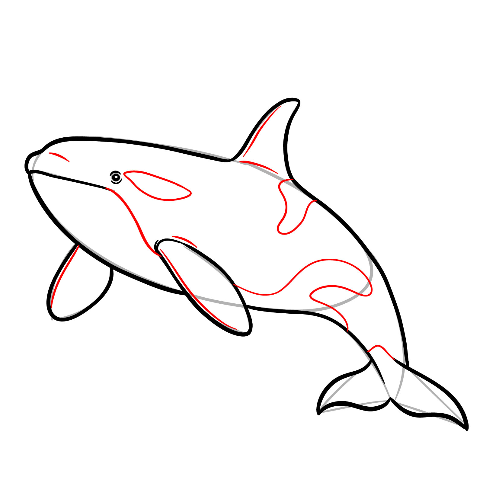 How to draw an orca, step 9, adding details to fins and white patches