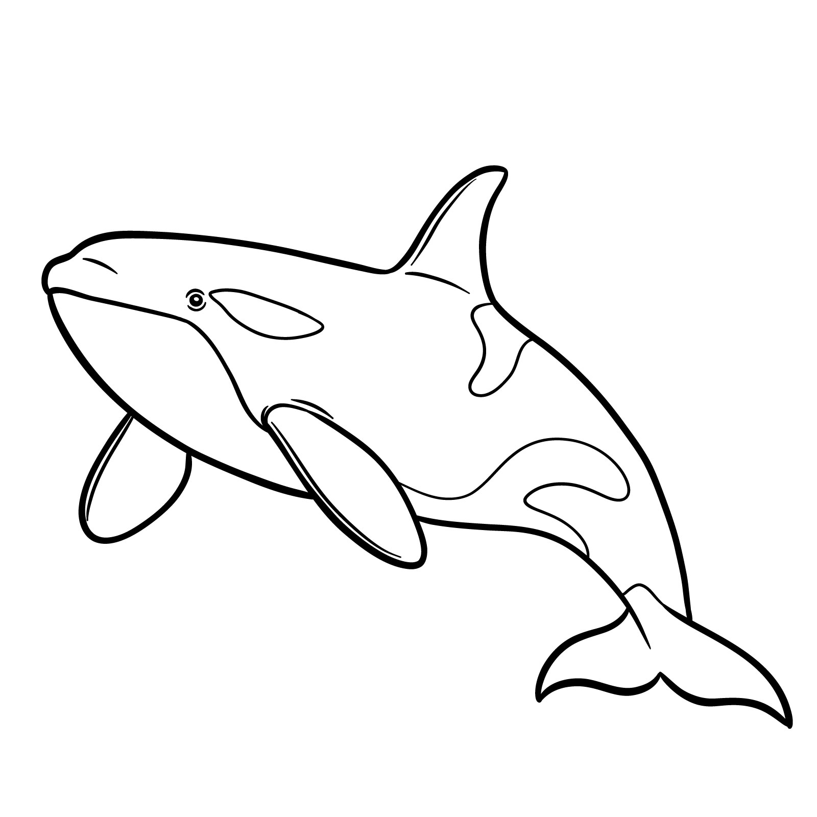 How to draw an orca, step 10, completing and refining the sketch