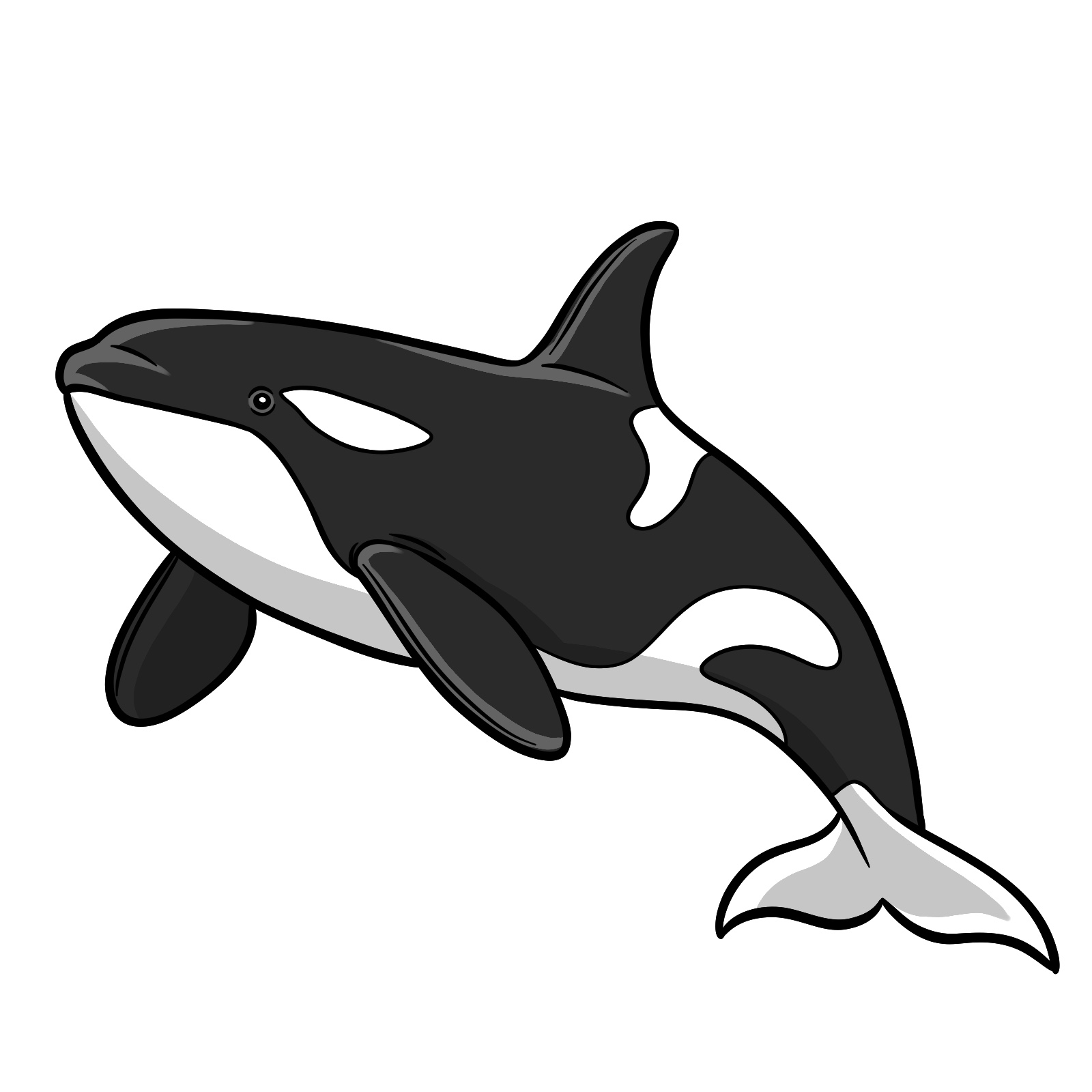 How to draw an orca, step 11, coloring the orca