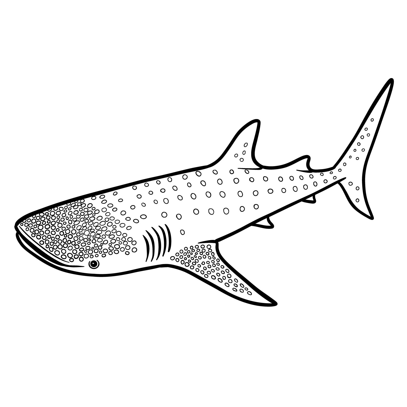 How to draw a whale shark, step 11, reviewing and refining the sketch