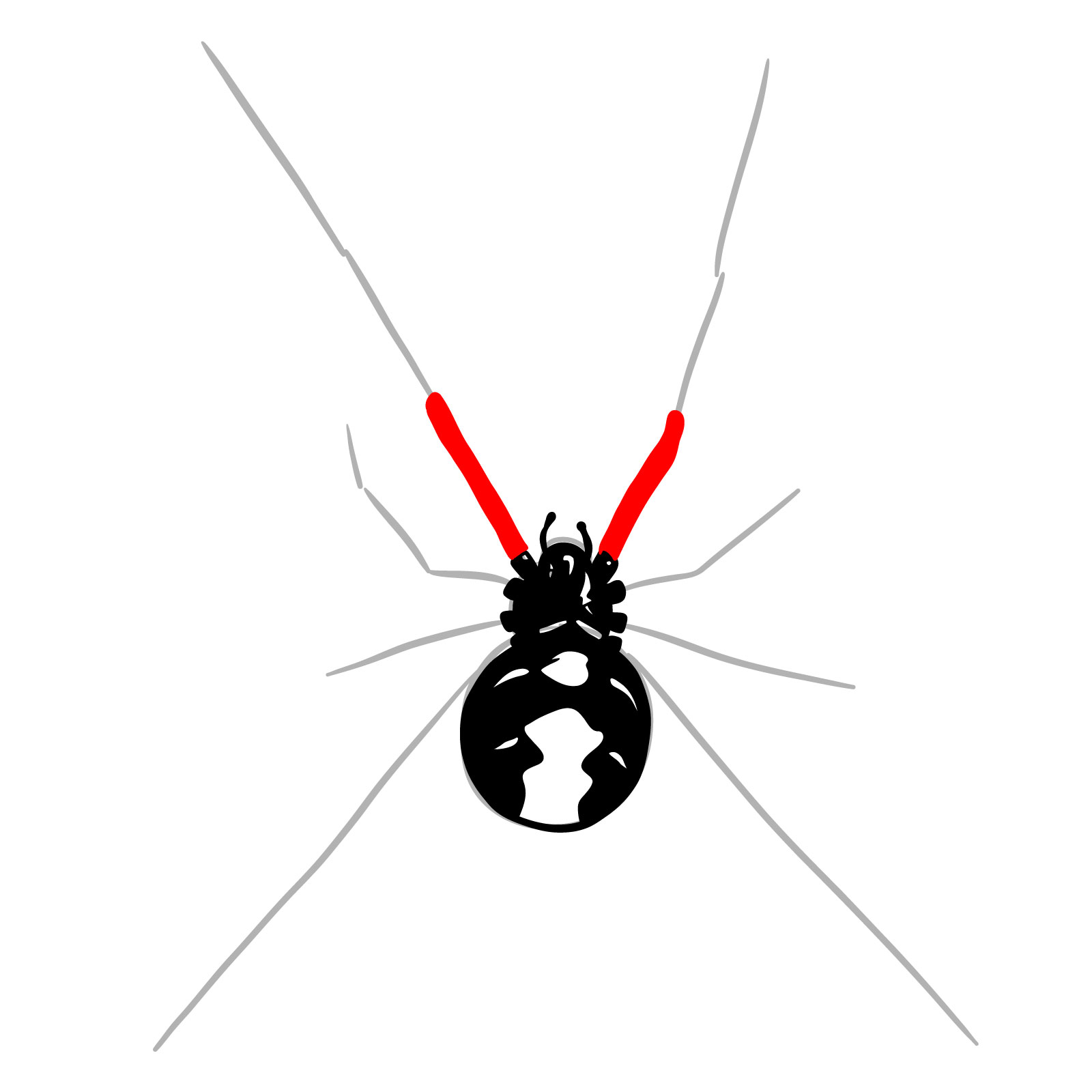How to draw a Black Widow Spider - step 11