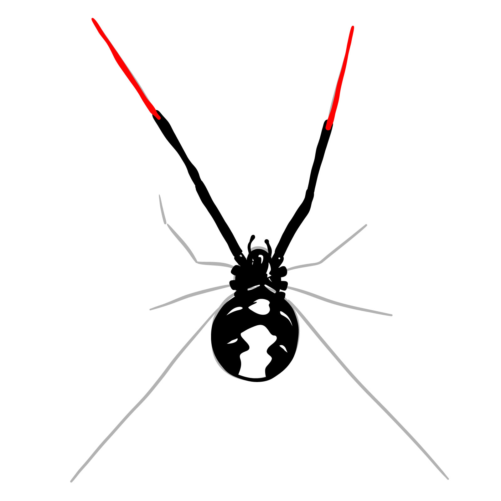 How to draw a Black Widow Spider - step 13