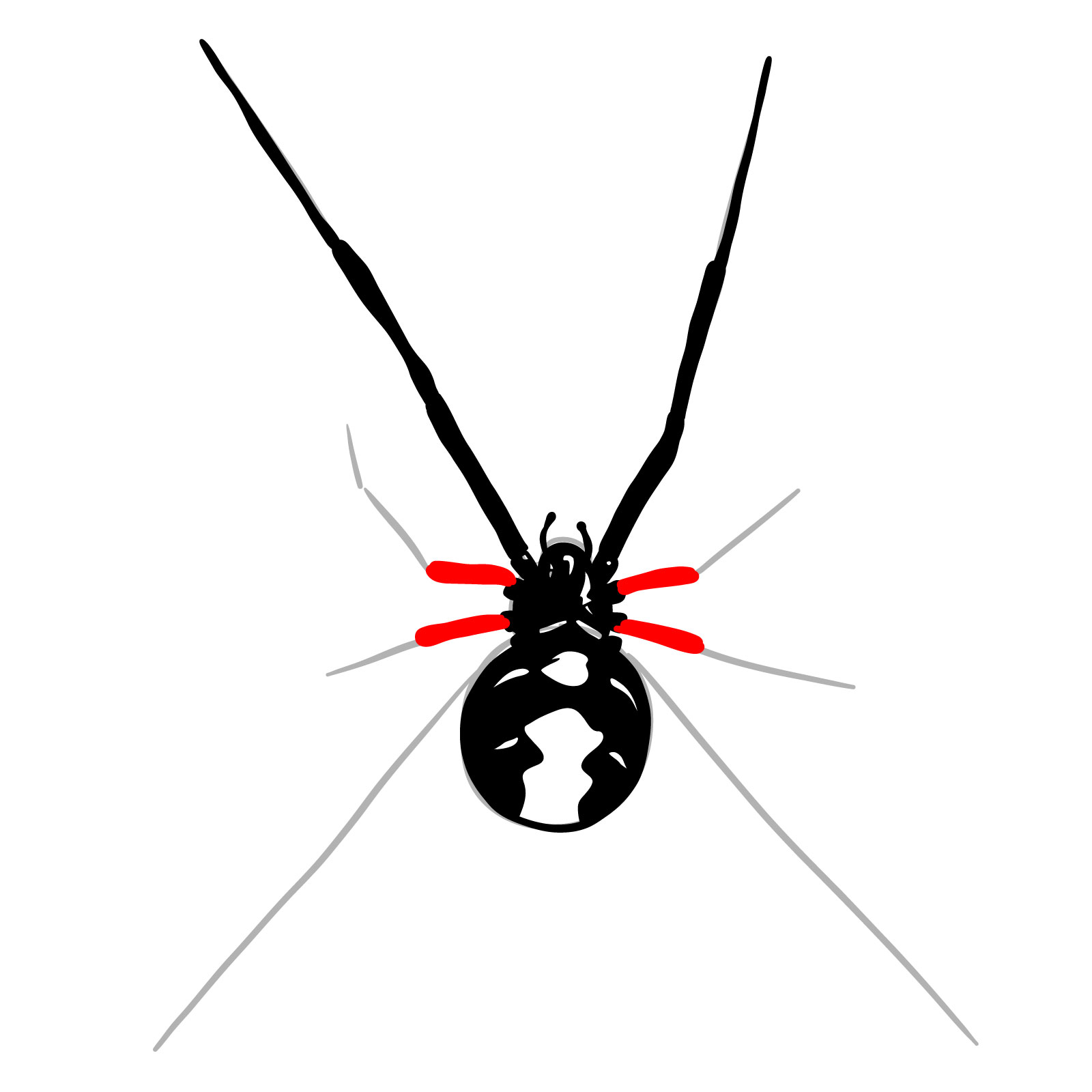 How to draw a Black Widow Spider - step 14