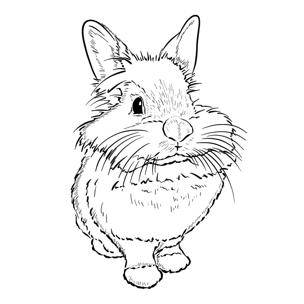 How to Draw a Lionhead Rabbit