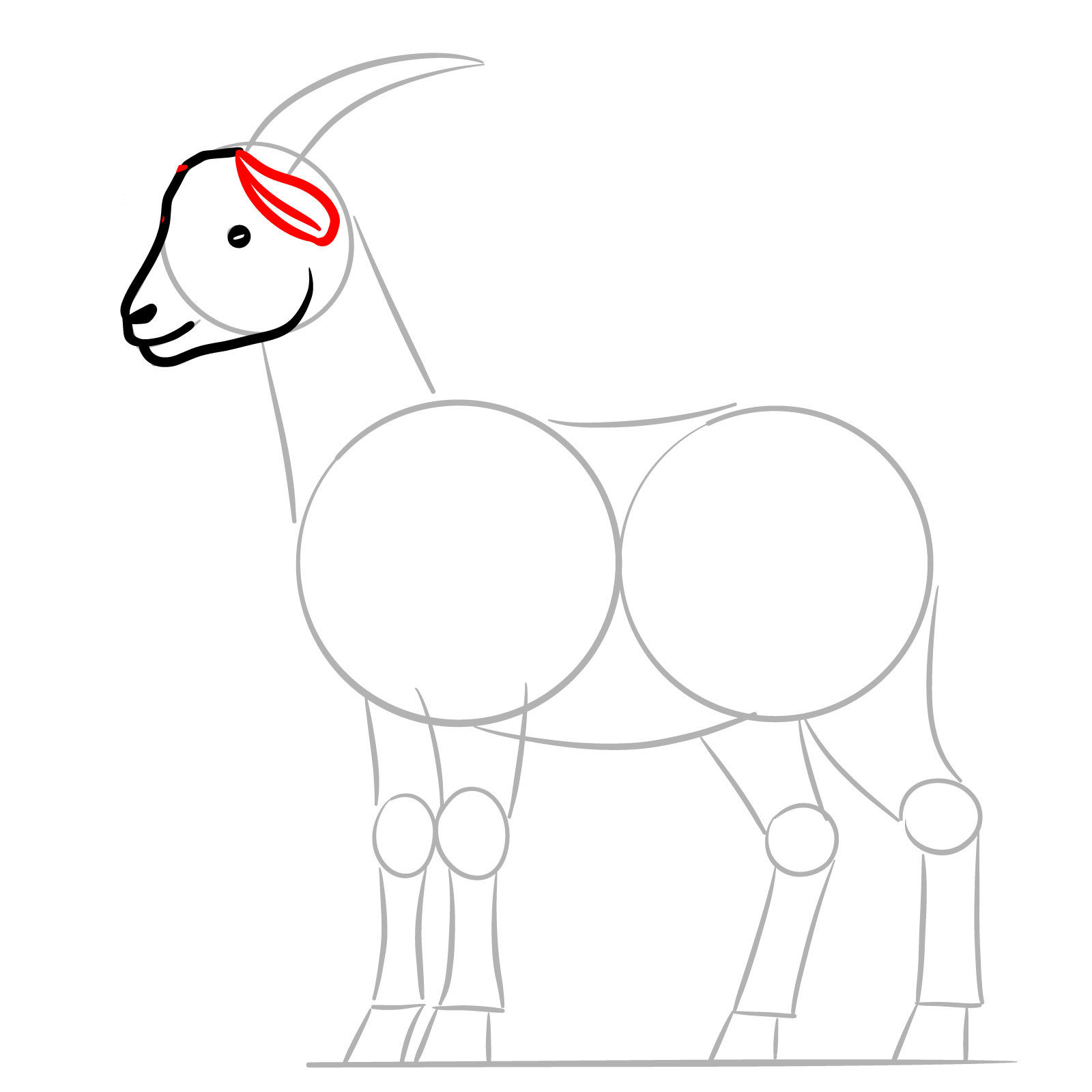 How to Draw a Goat Full Body Side View - step 06