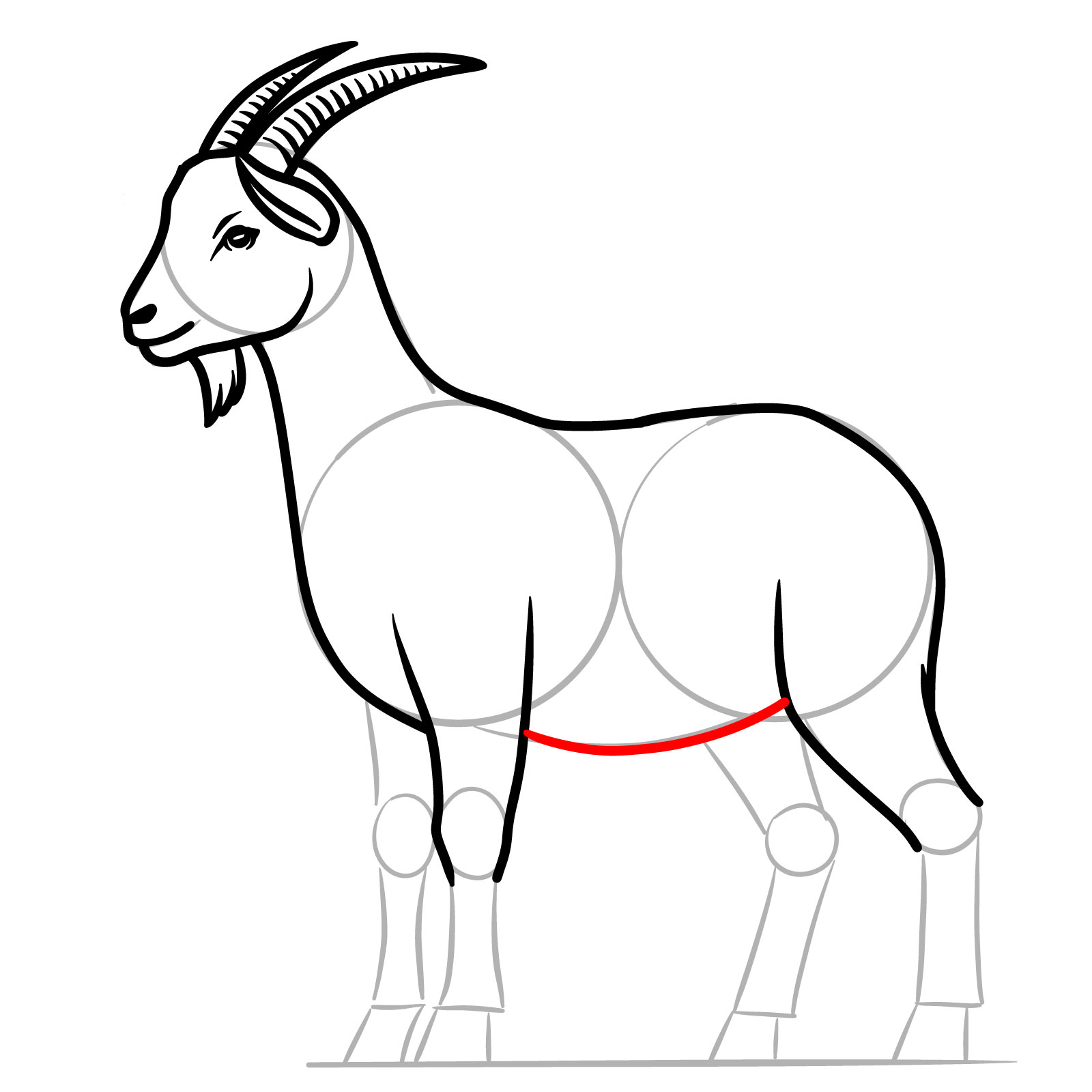 How to Draw a Goat Full Body Side View - step 12